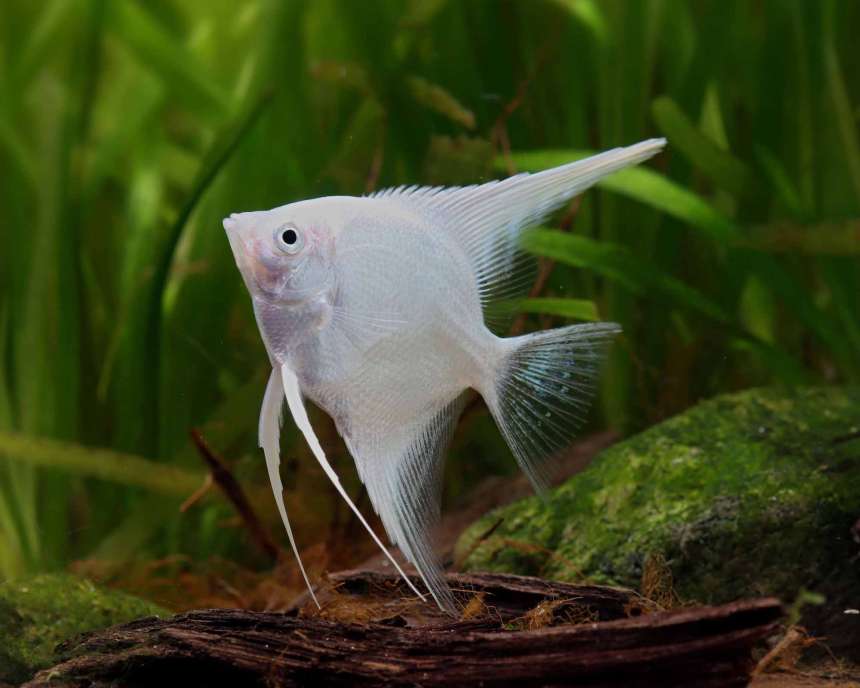 Leopard Angelfish (Pterophyllum scalare)