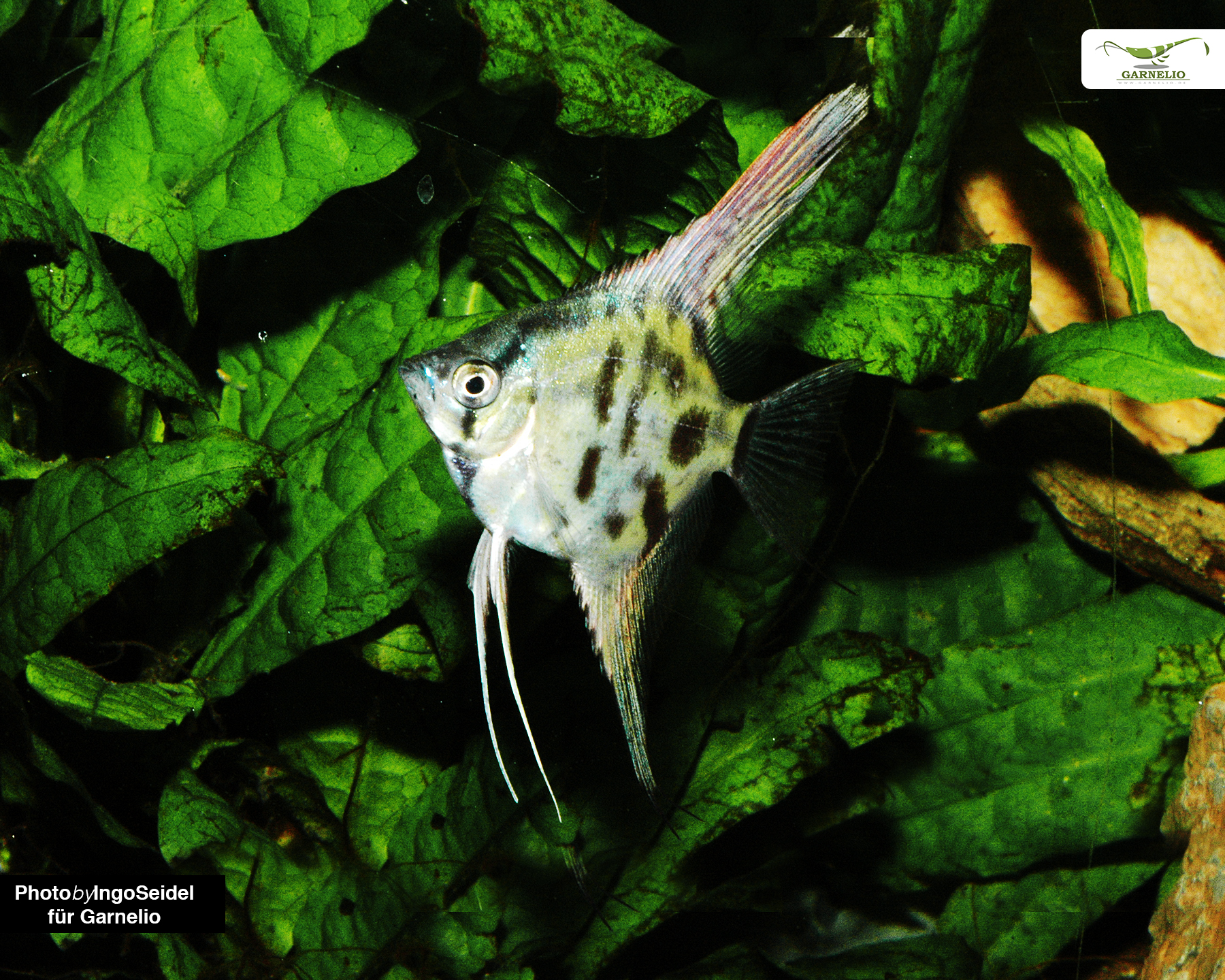 Natural distribution and habitat