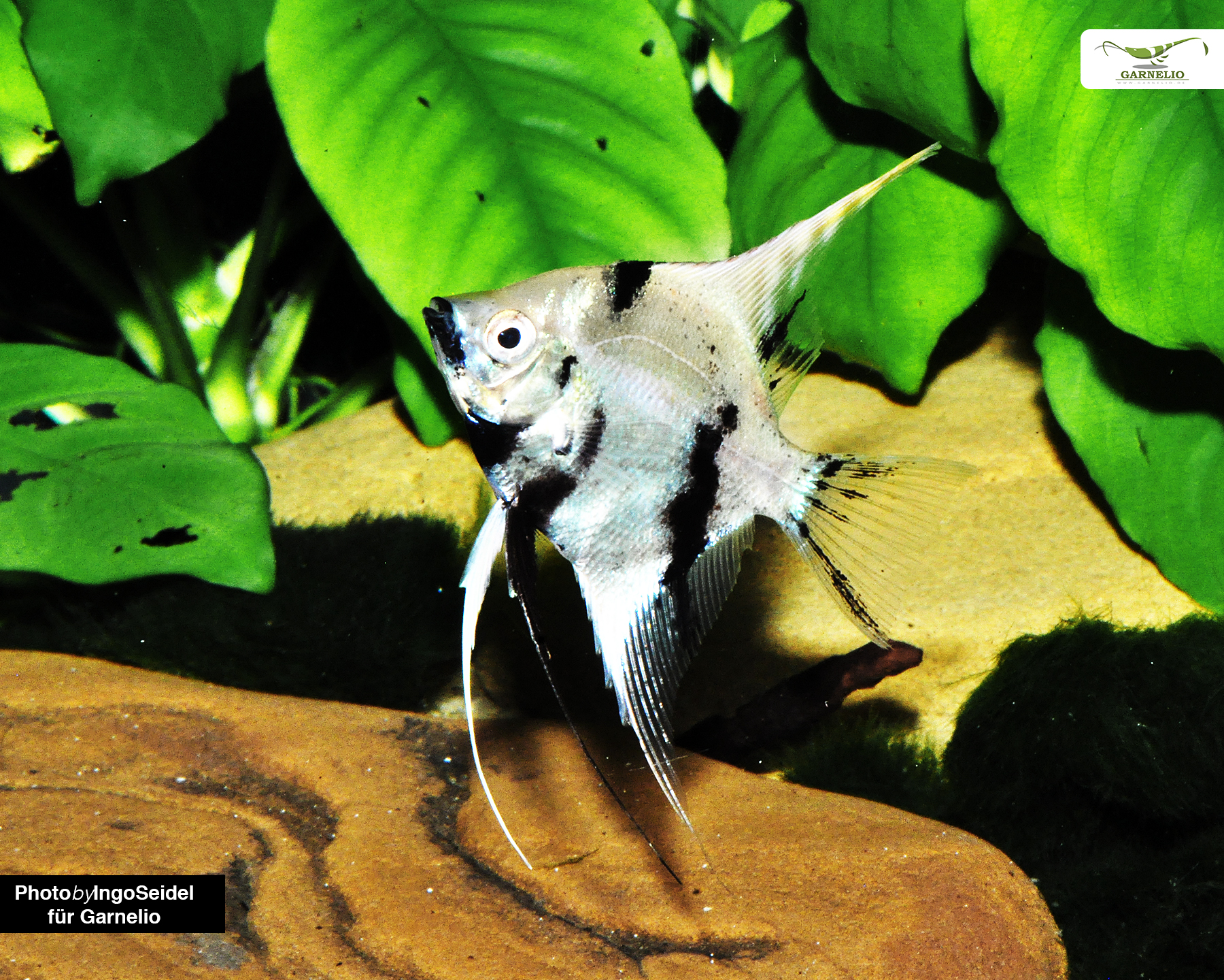 Natural distribution and habitat