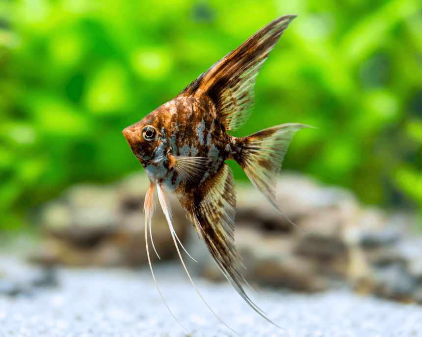 Black Angelfish (Pterophyllum scalare)