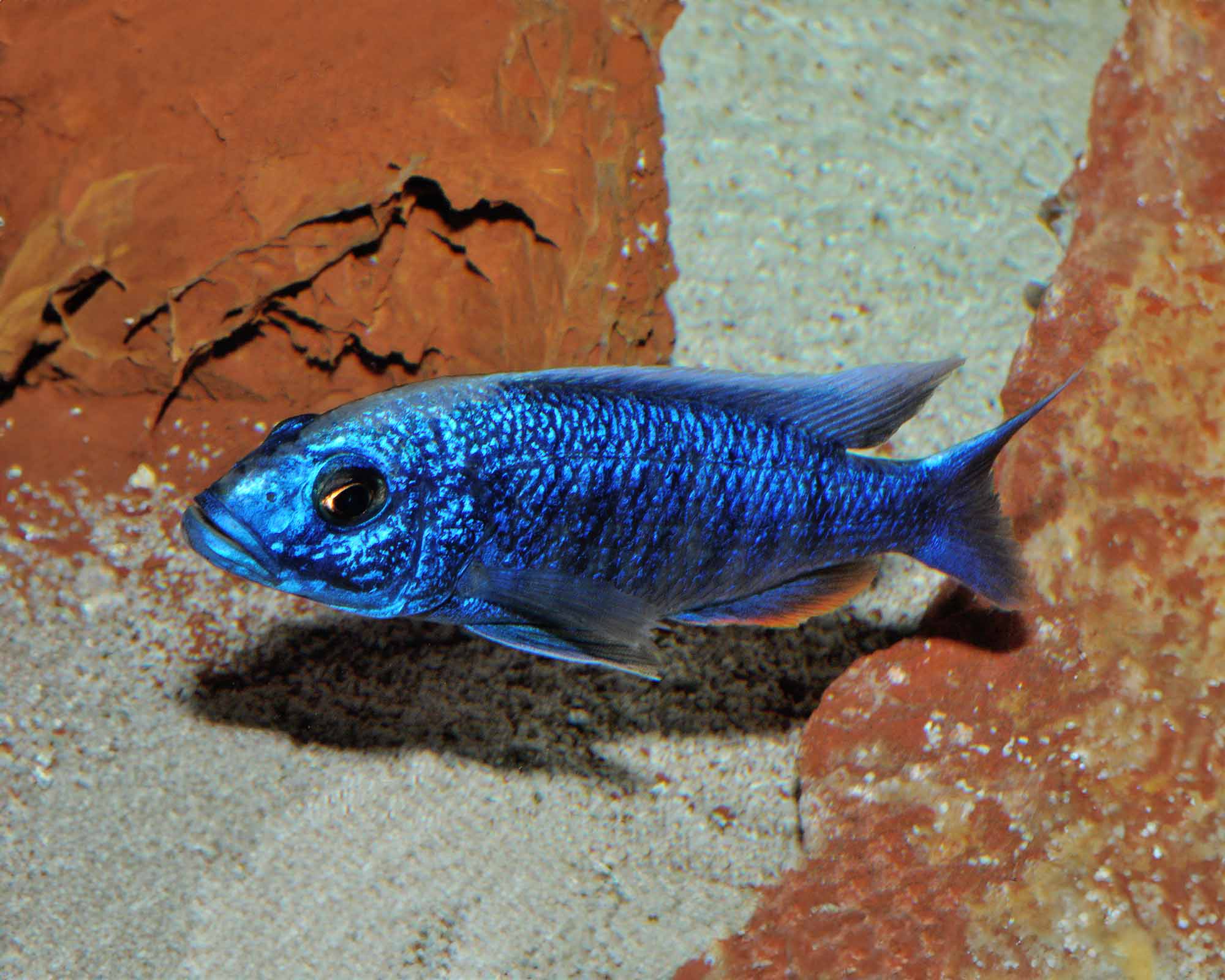 Taxonomy and identification