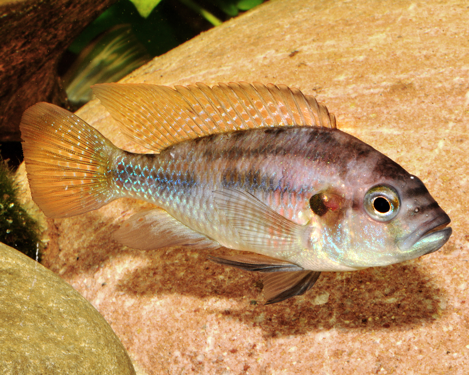 Distribution and habitat