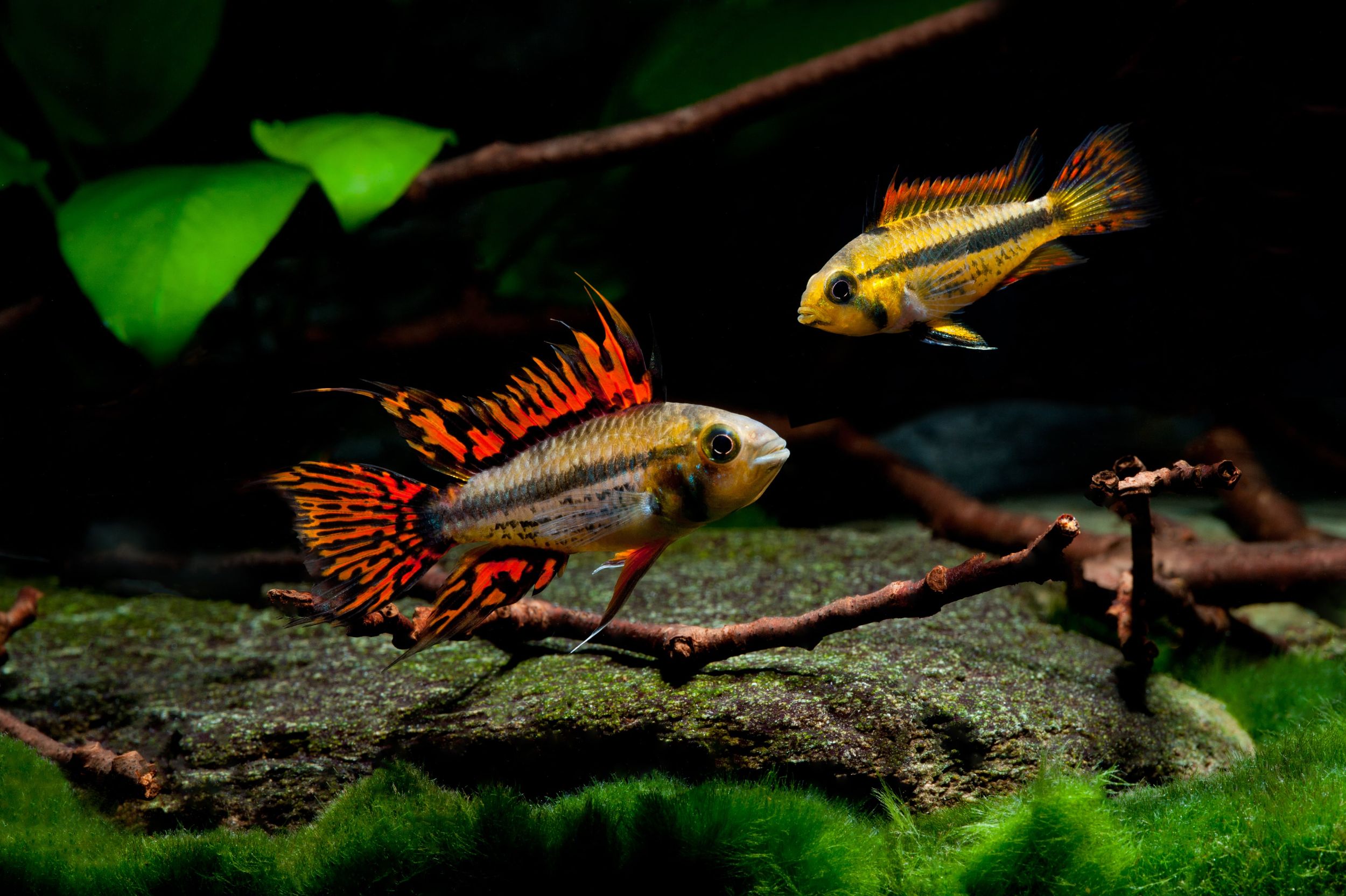 Distribution and habitat