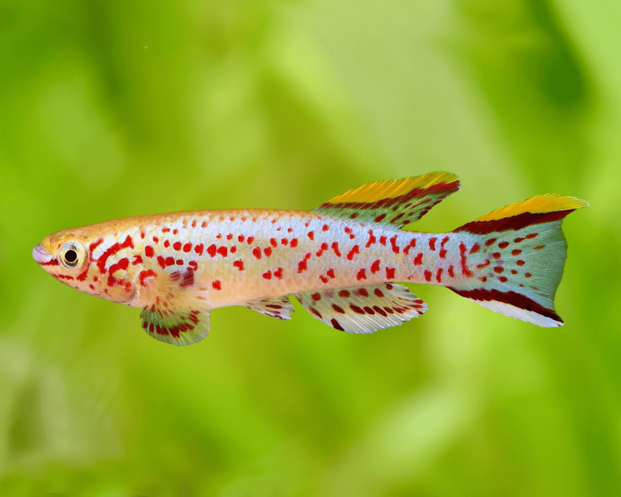 Taxonomy and identification