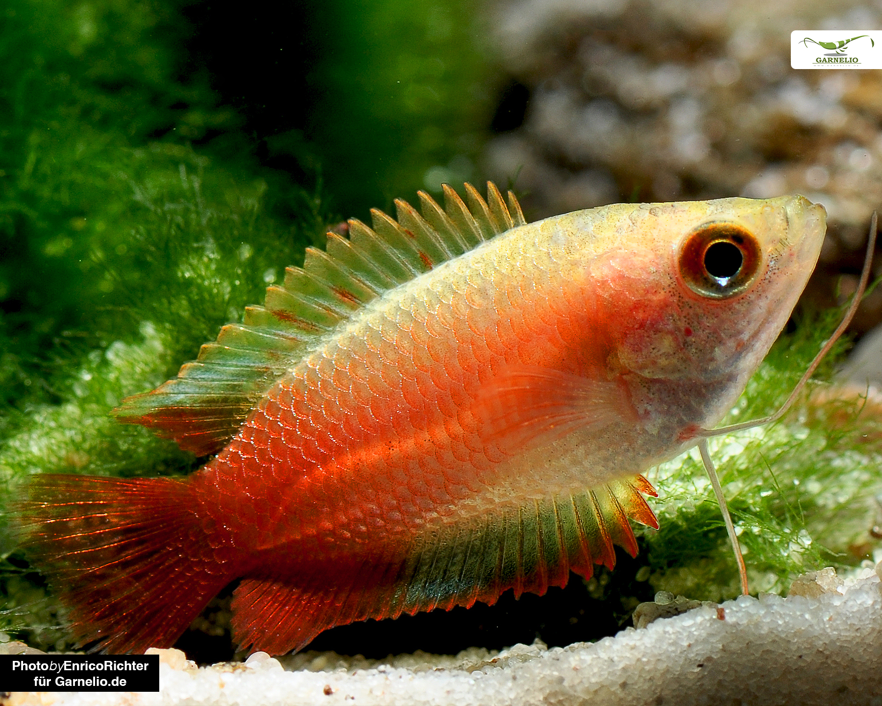 Honey Gouramis: Gentle Giants of Golden Charm
