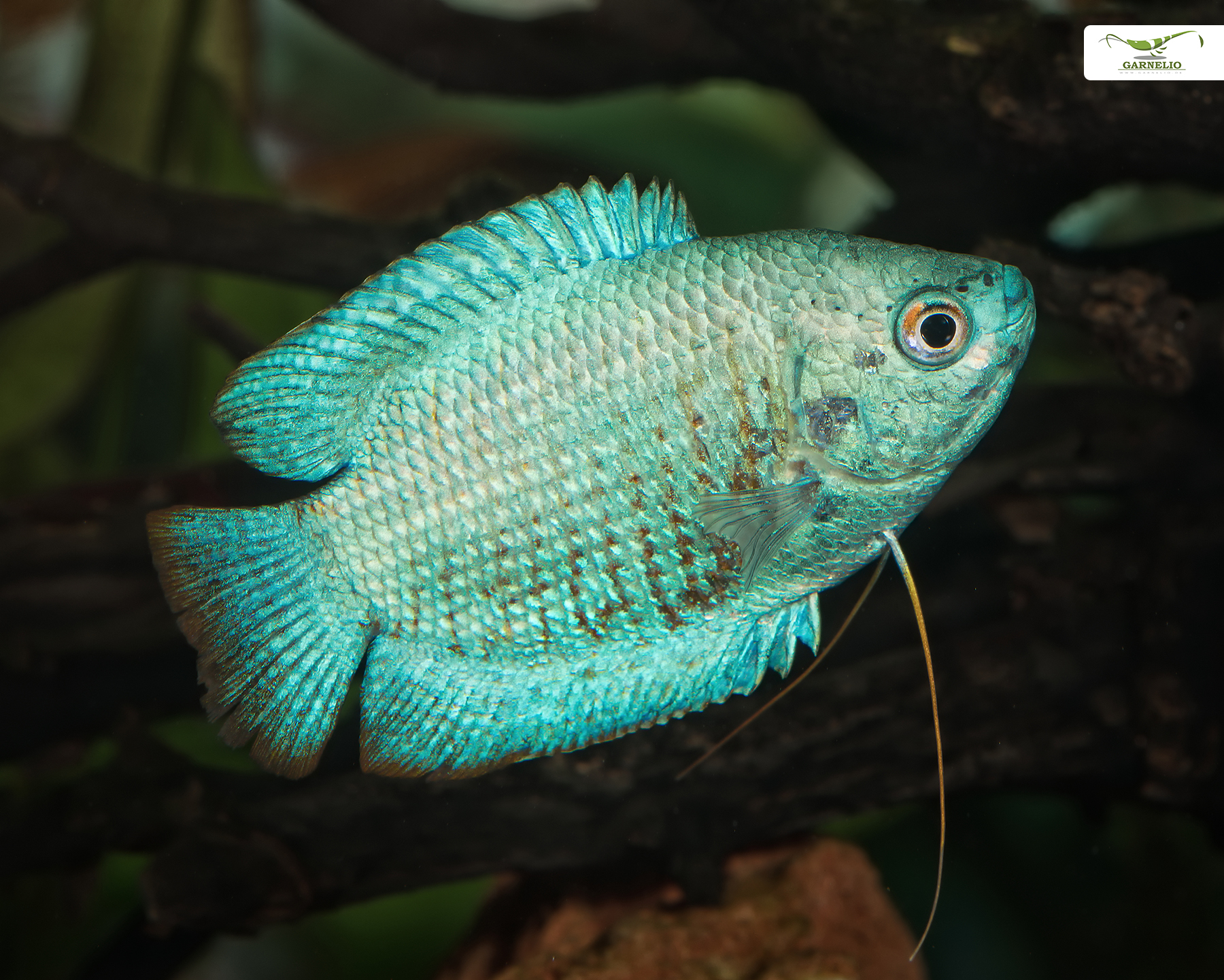 Blue Dwarf Gourami: A Dazzling, Compact Centerpiece
