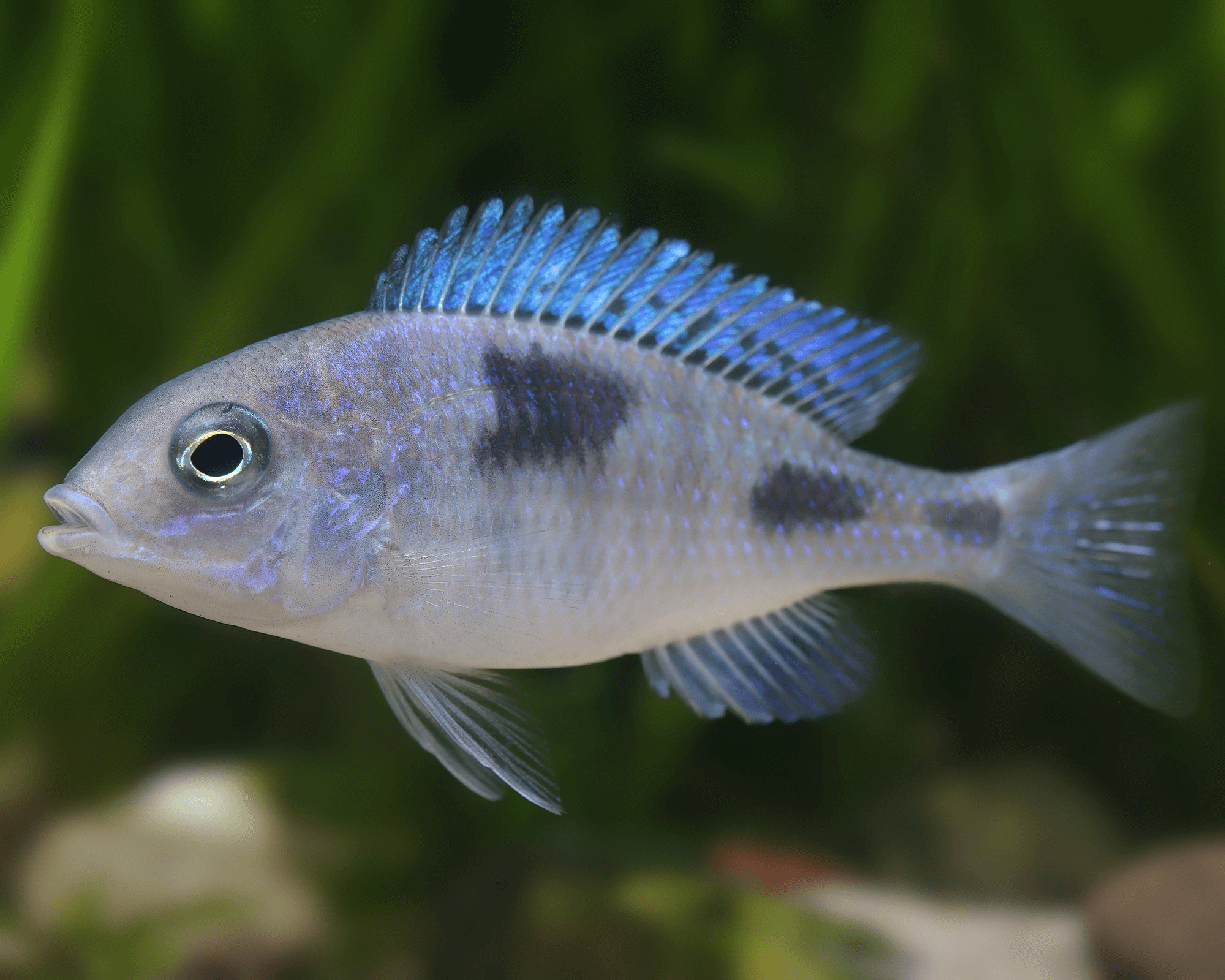 Taxonomy and identification