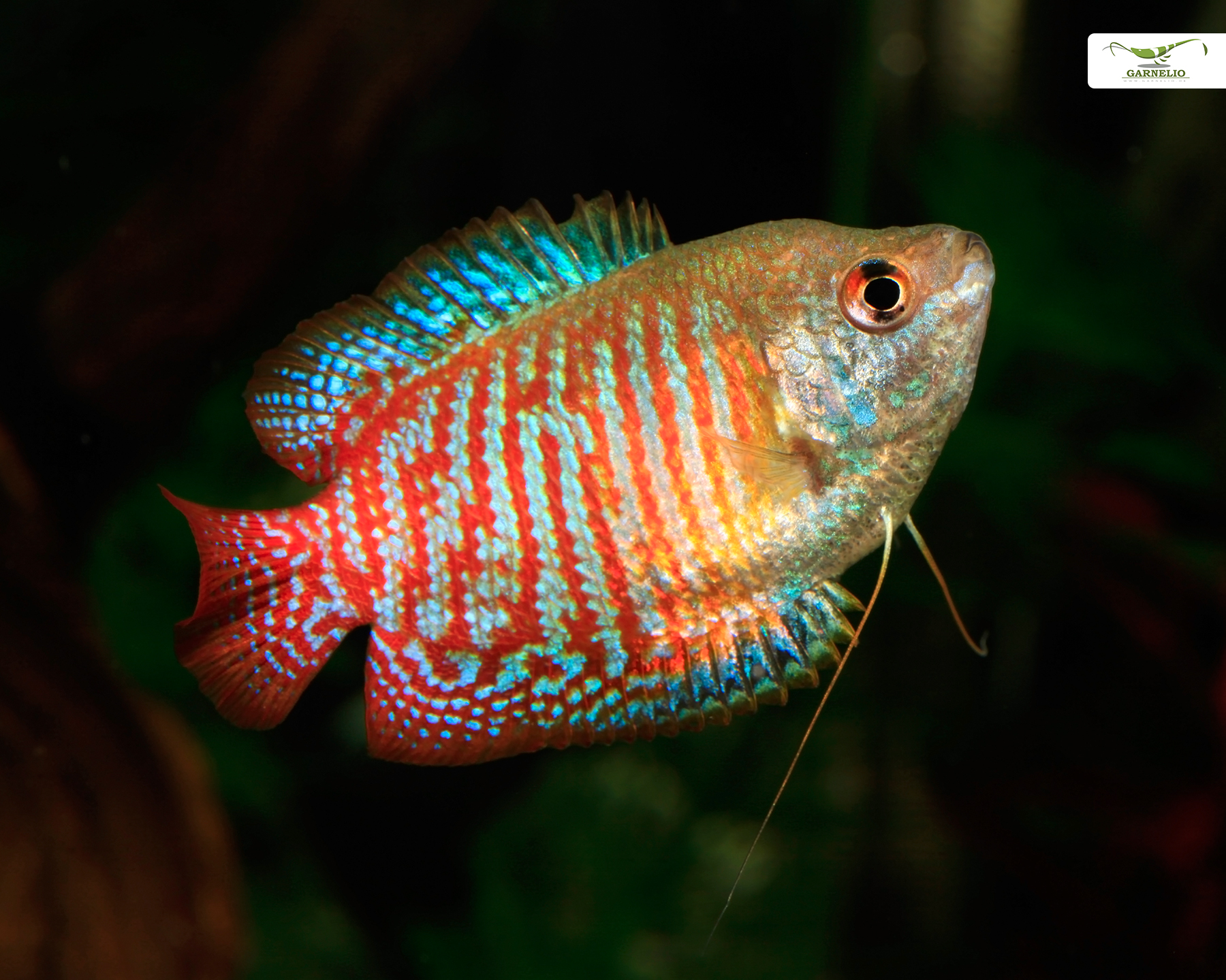 The Graceful Dwarf Gourami