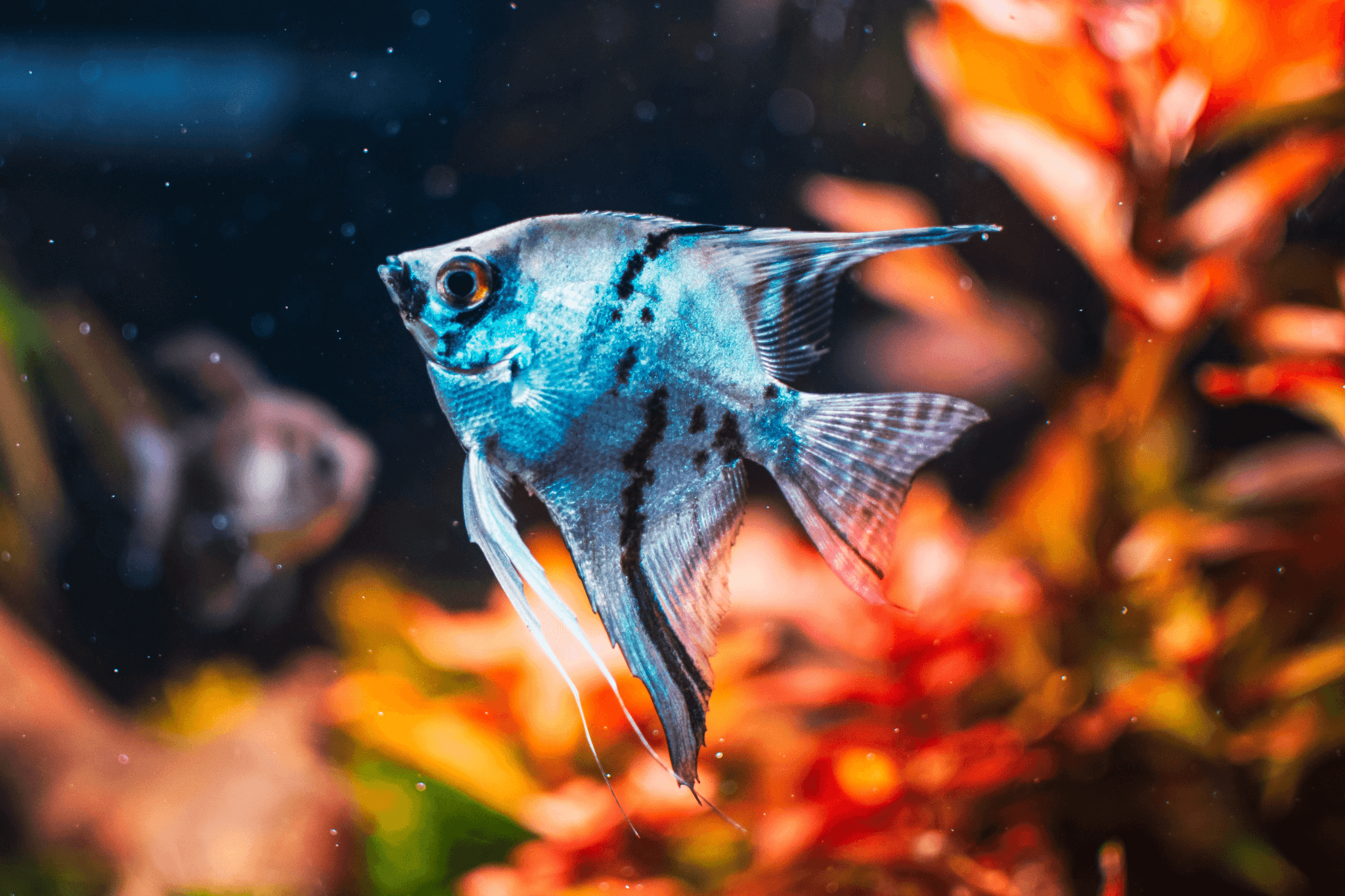 Angelfish: Majestic Centerpieces with a Graceful Presence