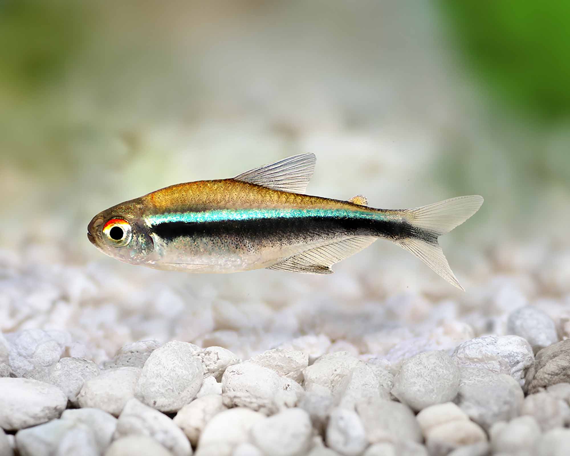 Black neon and lemon tetras are better for a larger footprint