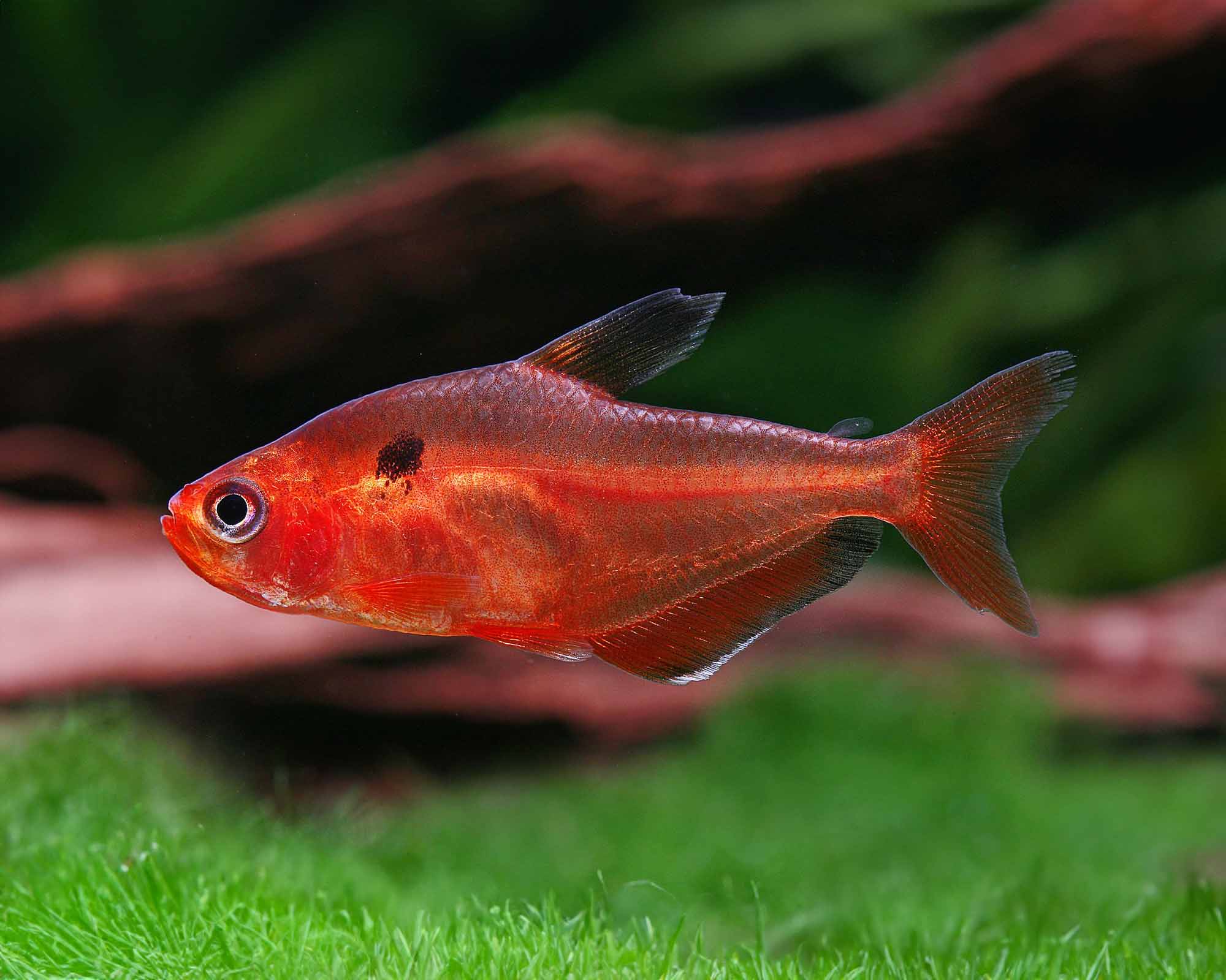 Shrimp need mature surfaces and a predator-risk assessment