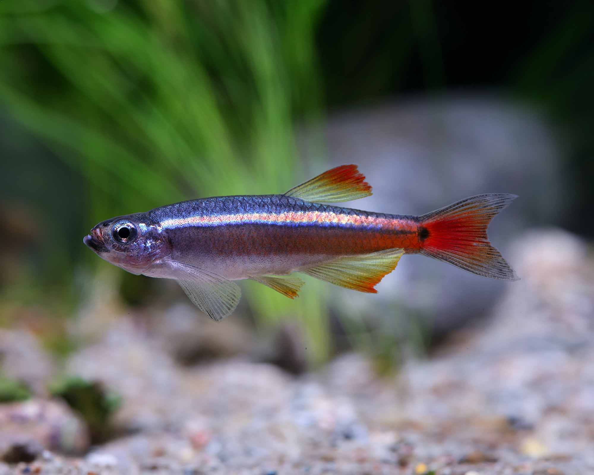 Cardinal Fish: Hardy Schoolers