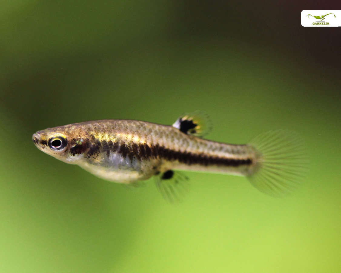 Choose one main livestock job for a nano aquarium