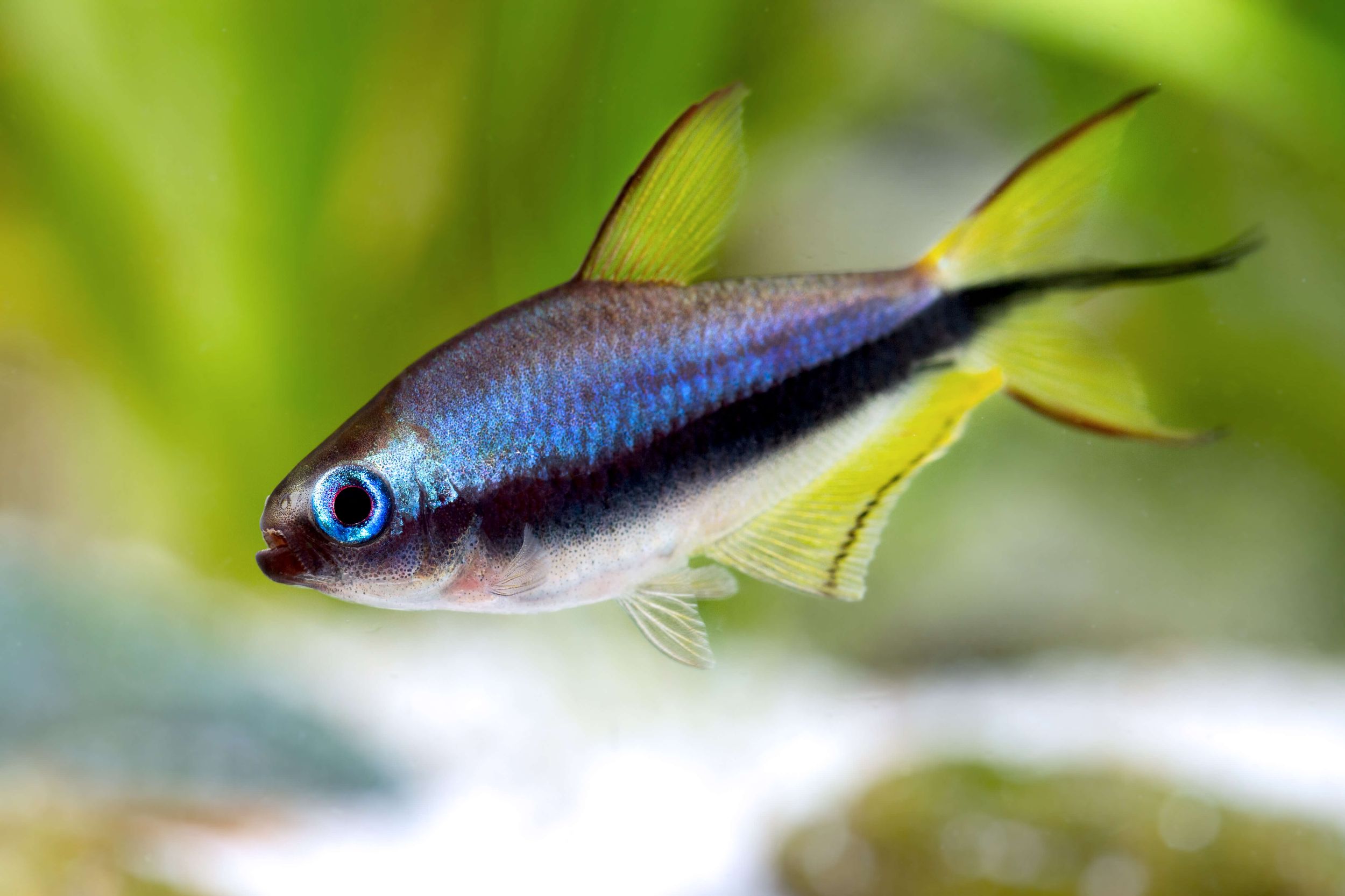 Emperor Tetras: Regal Elegance for Your Aquarium