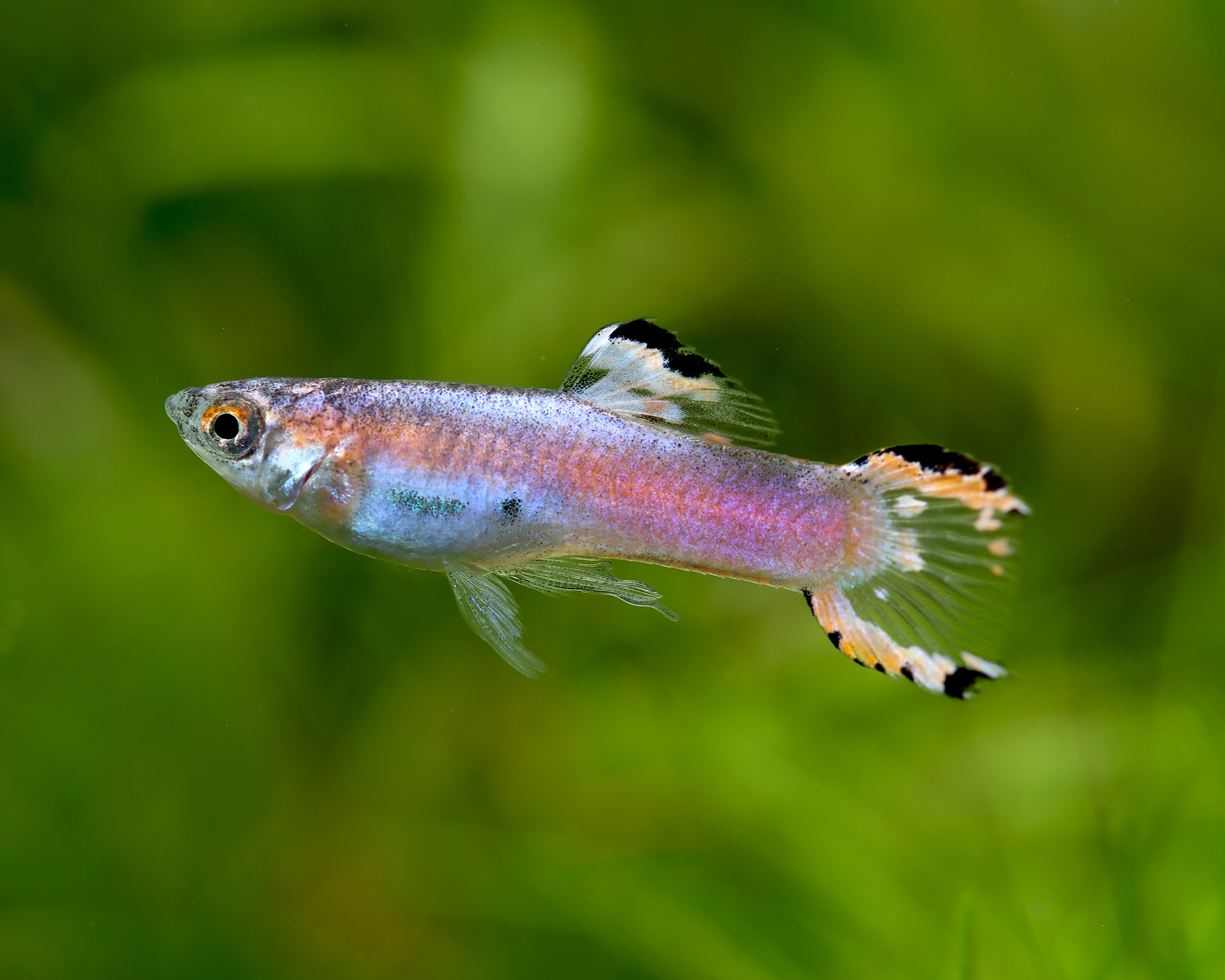 Endler Guppies: The Nano Tank Stars