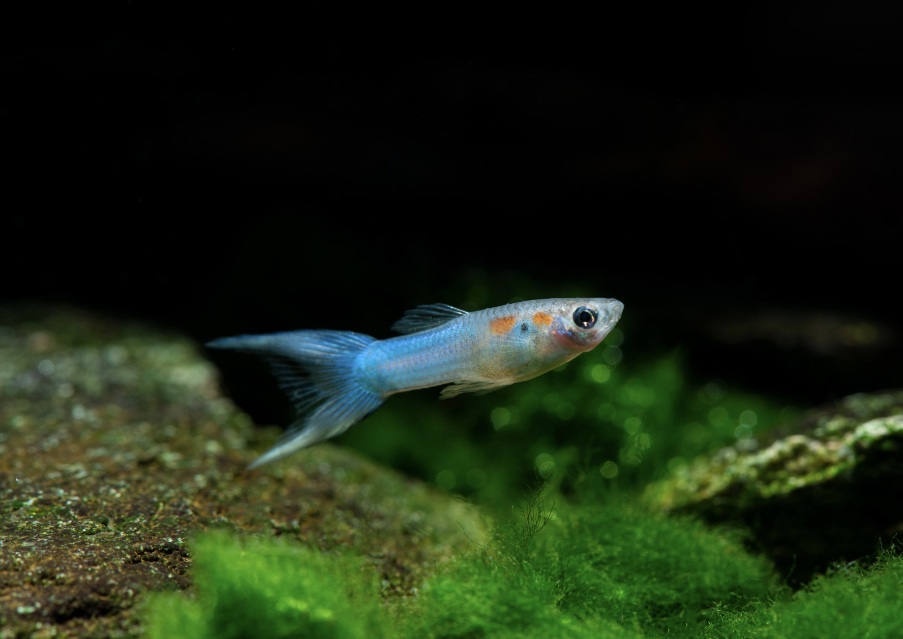 Vibrant Endler Guppies
