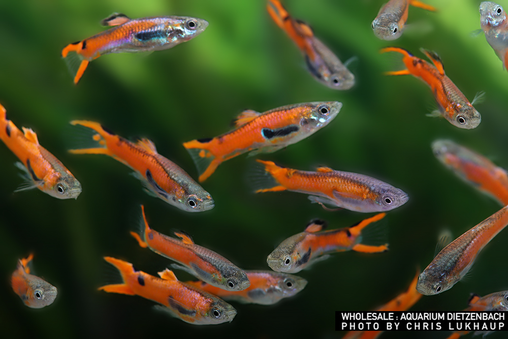 Colorful livebearers can change the plan through reproduction