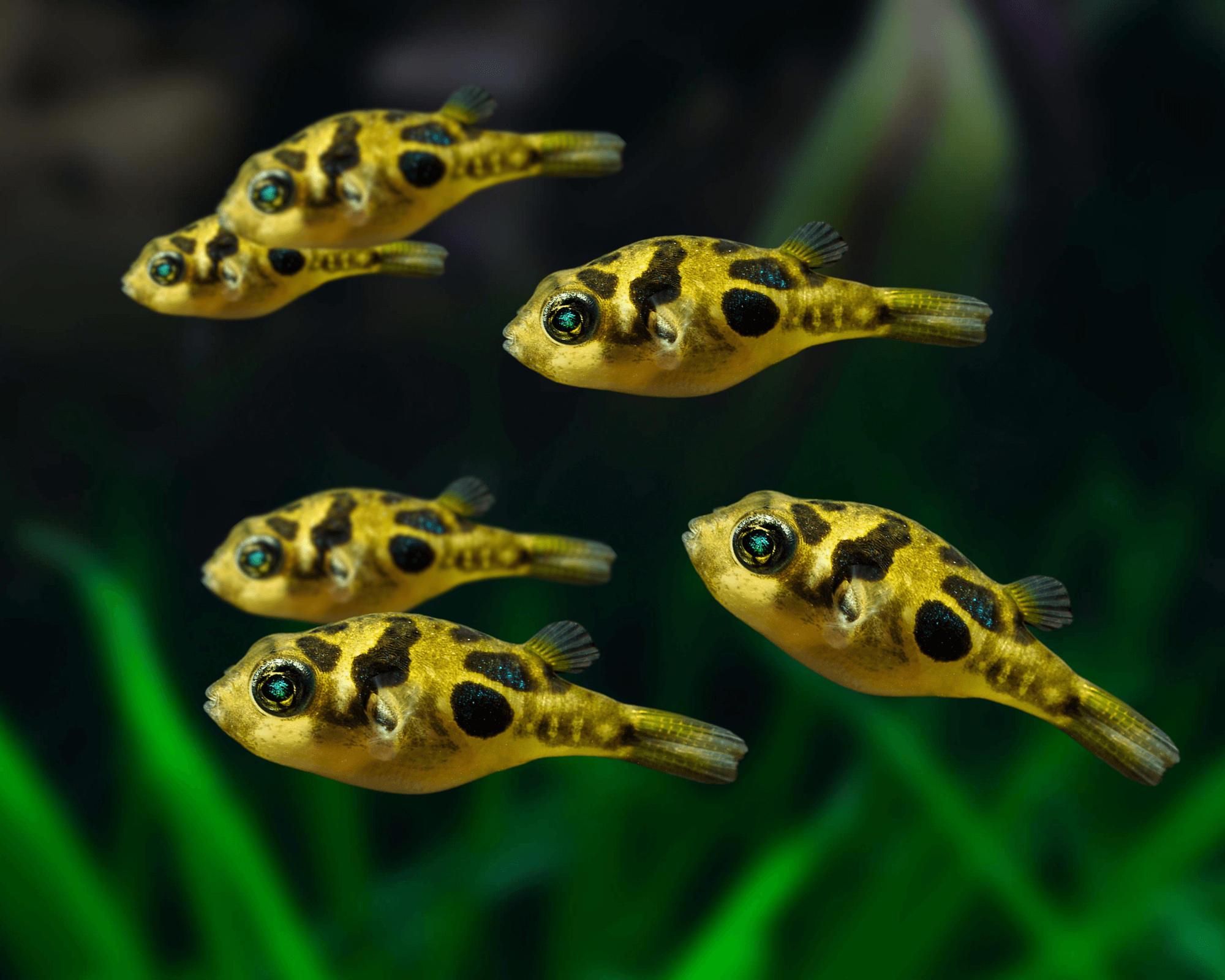 The Miniature Pea Puffer