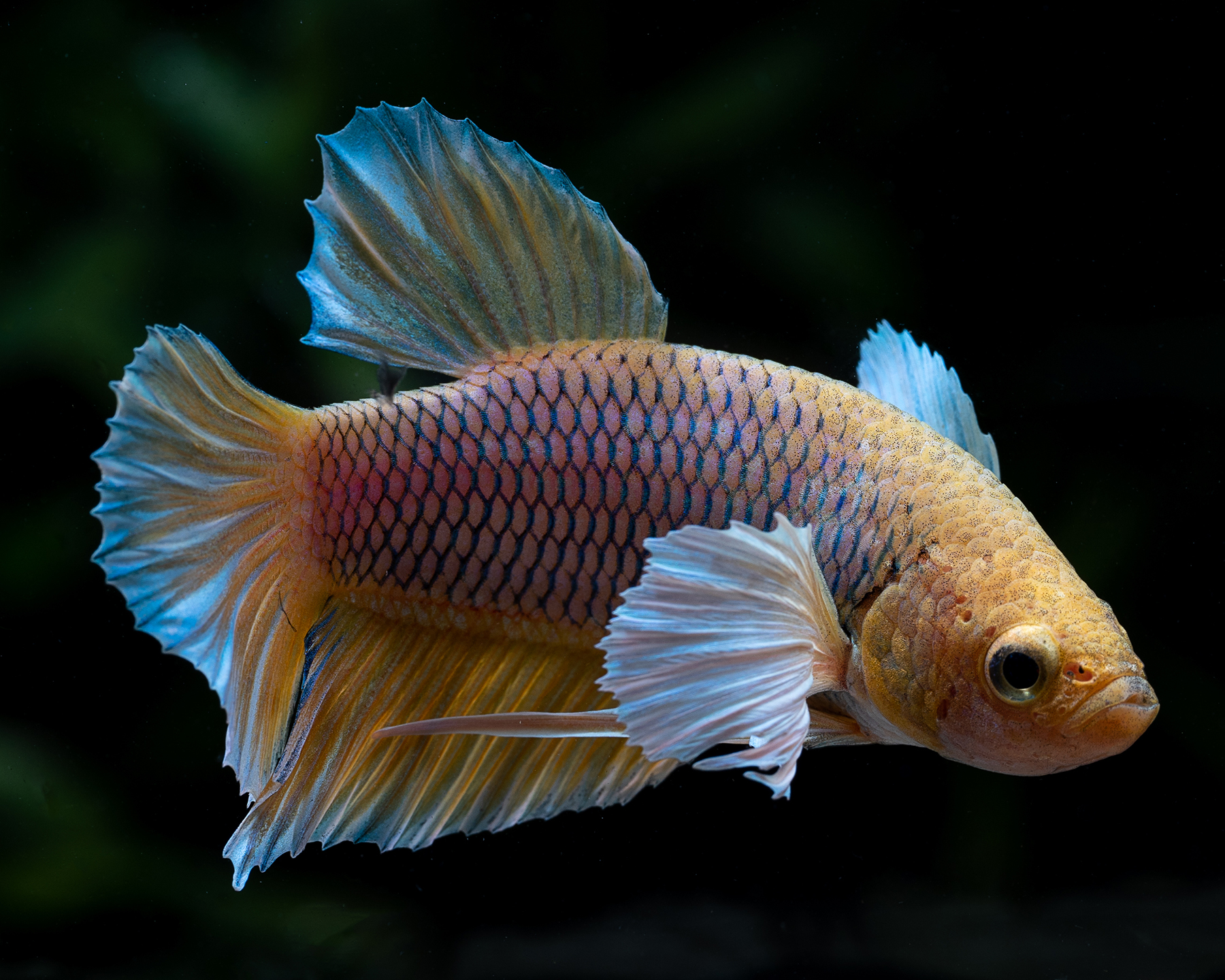Honey Gouramis: Peaceful Centerpieces