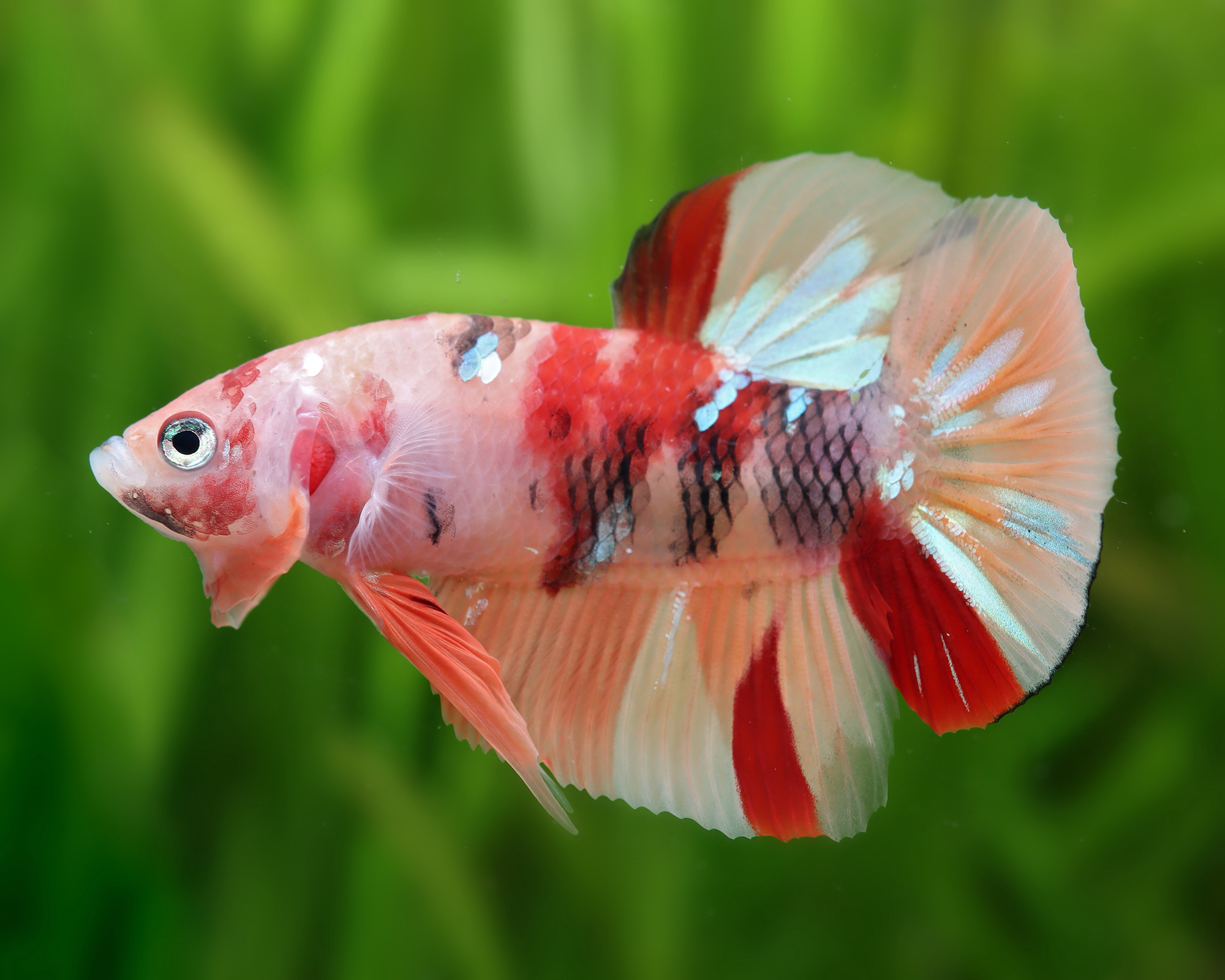 A betta changes the compatibility equation