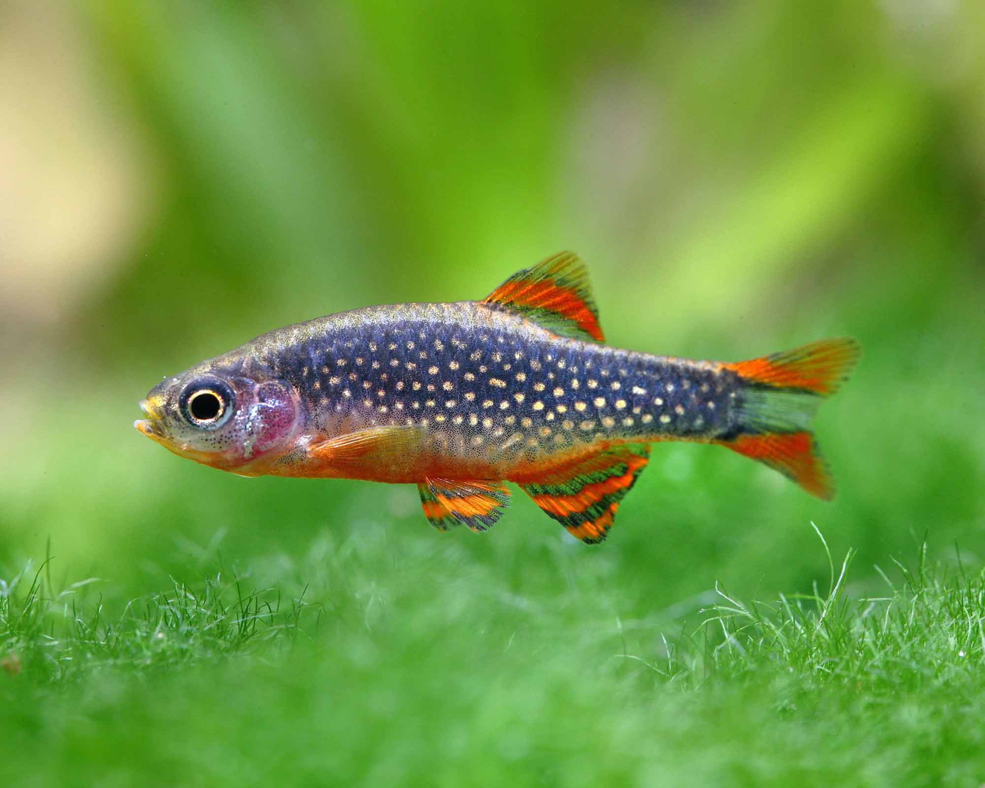 The Elegant Celestial Pearl Danio