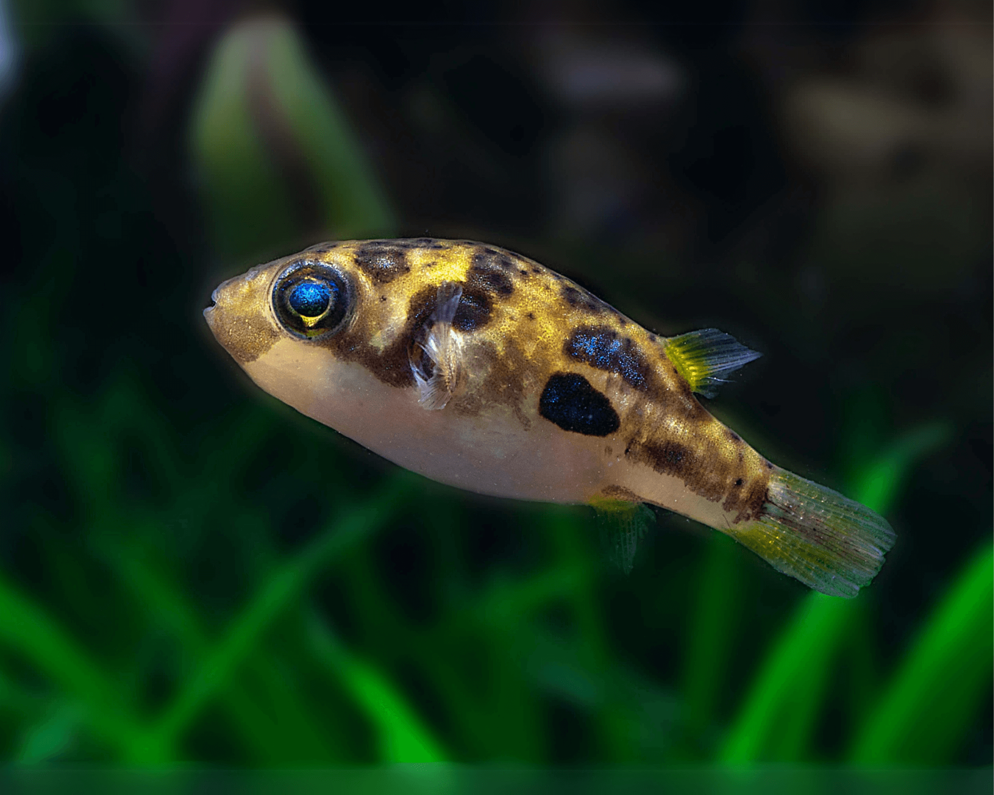 Some colorful fish belong in species-focused setups