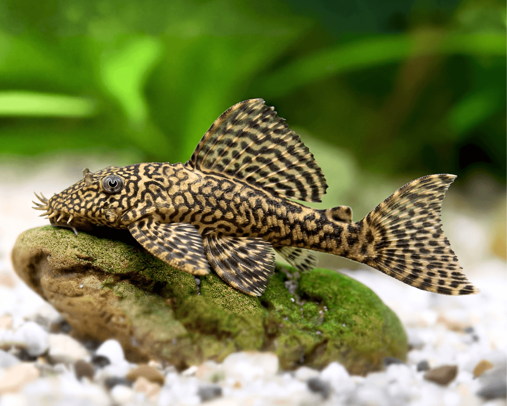 The Charming Honeycomb Snail