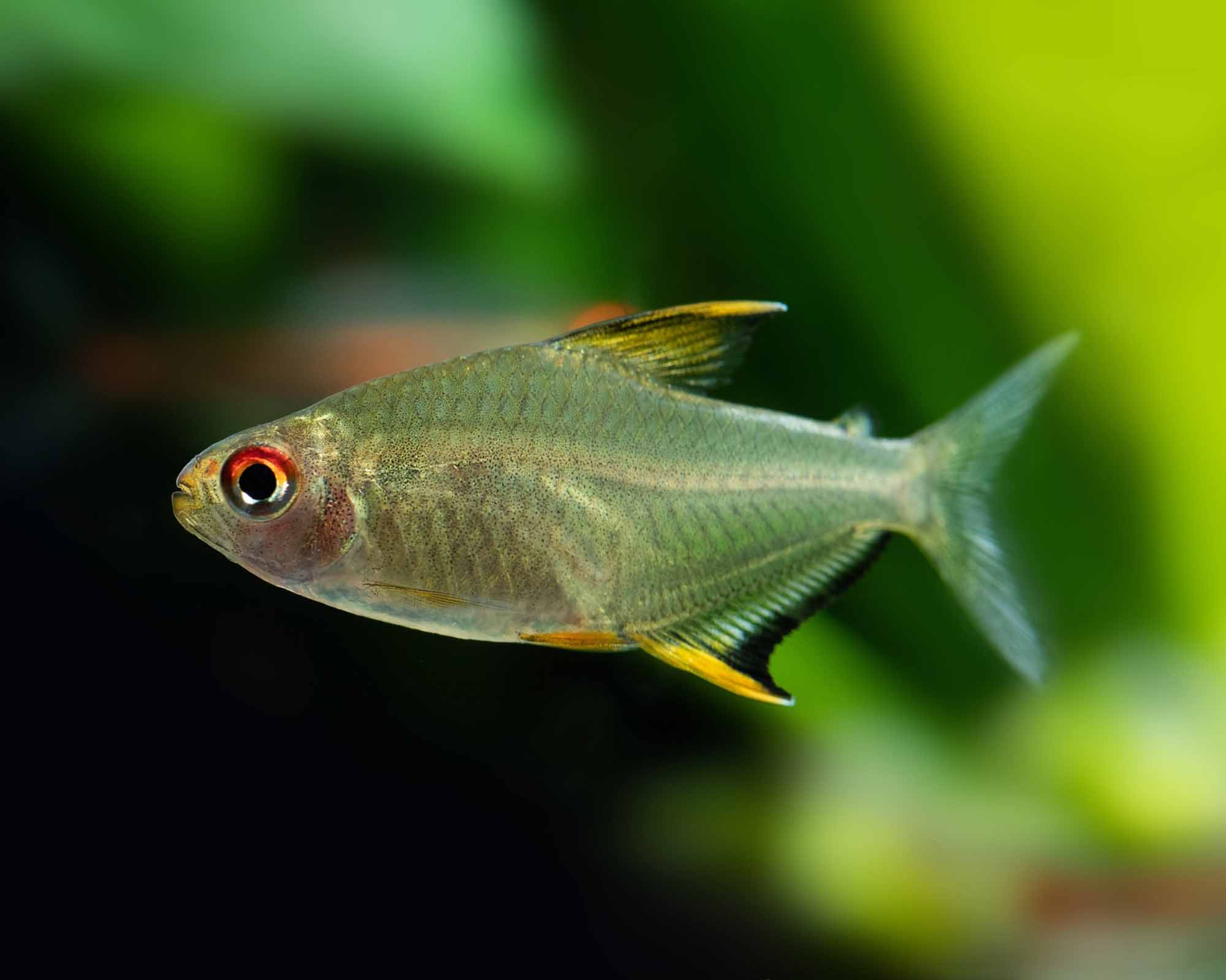 The Elegant Lemon Tetra