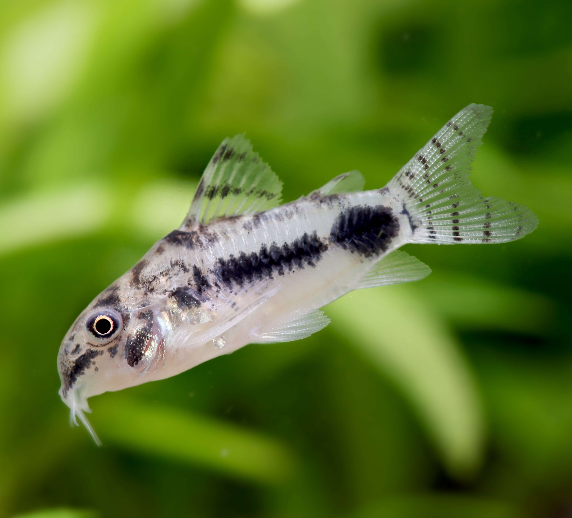 Charming Dwarf Corydoras for the Substrate