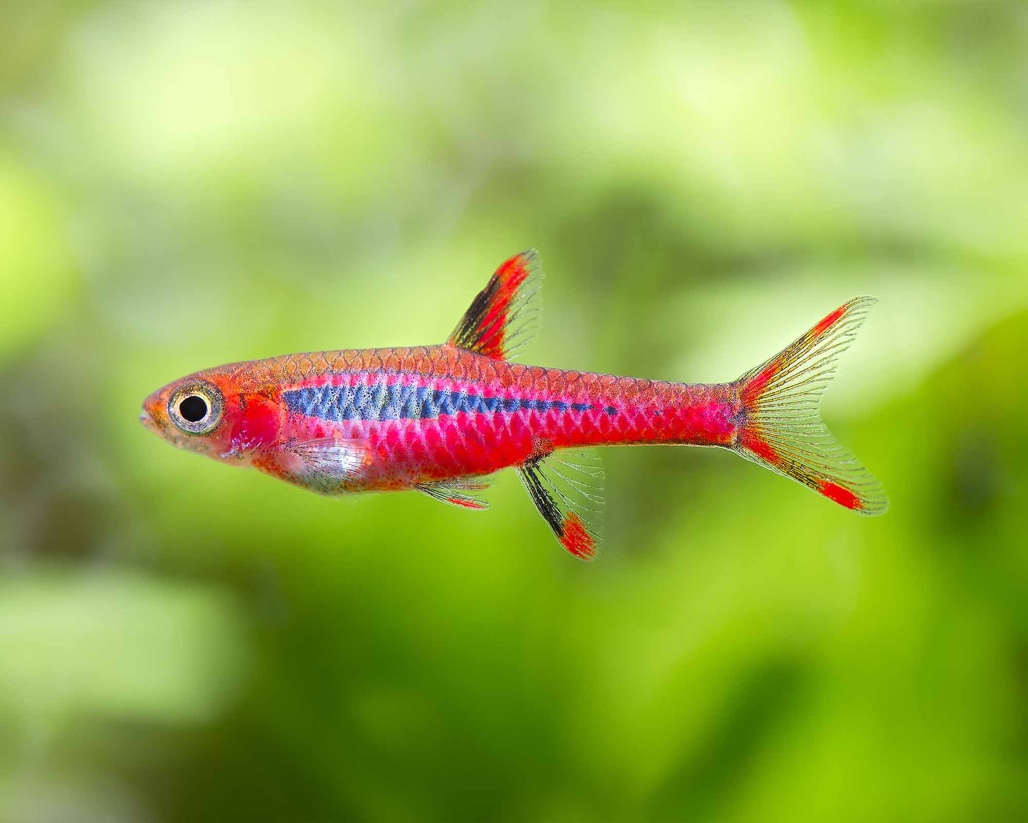 Tiny fish can be low-load, but they are not zero-maintenance