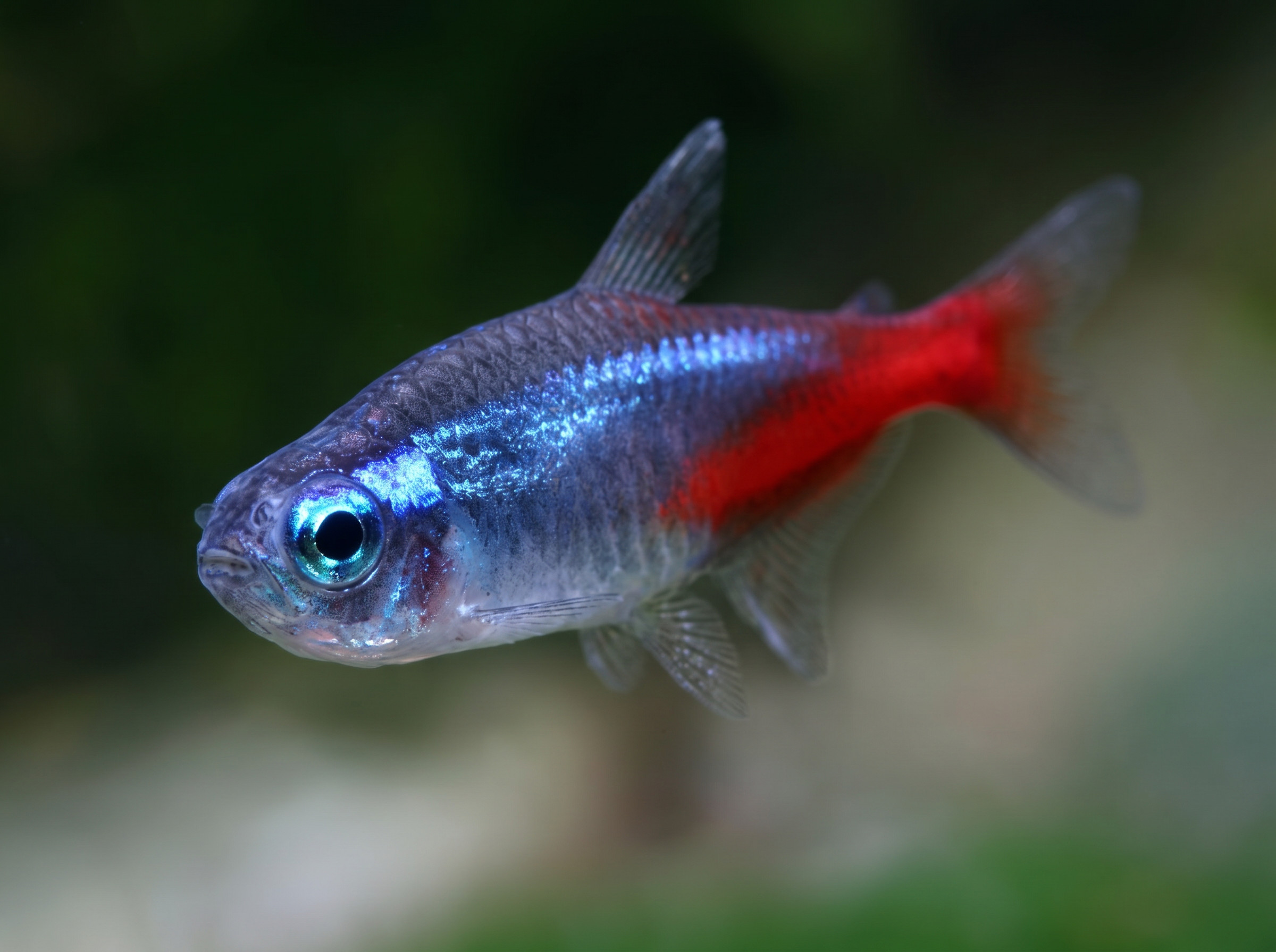 The Iconic Neon Tetra