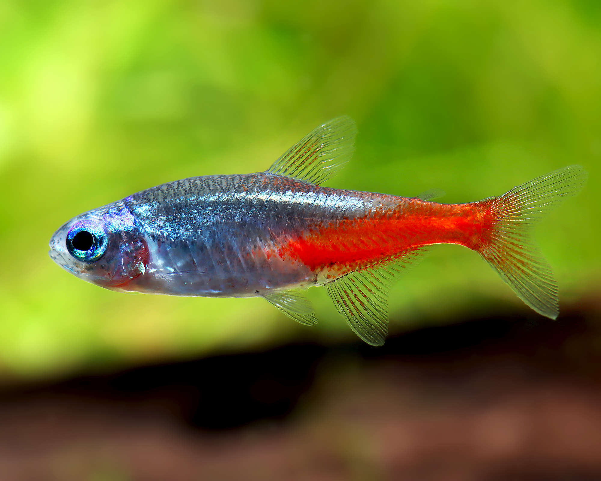 Neon Tetras: The Iconic, Shimmering School