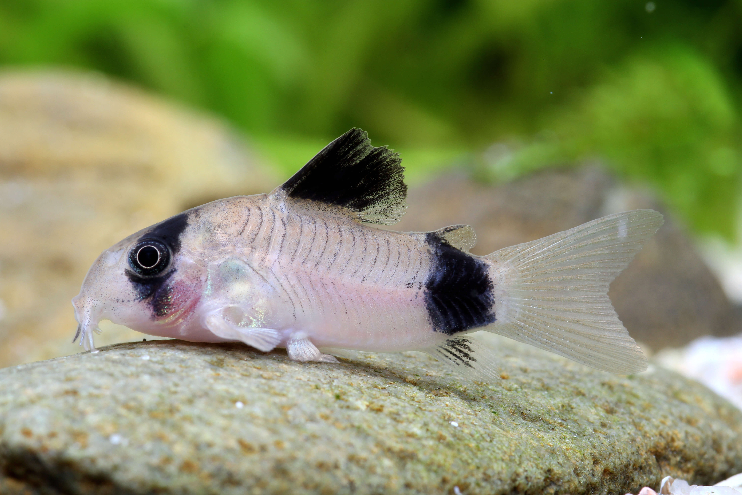 The Peaceful Panda Cory