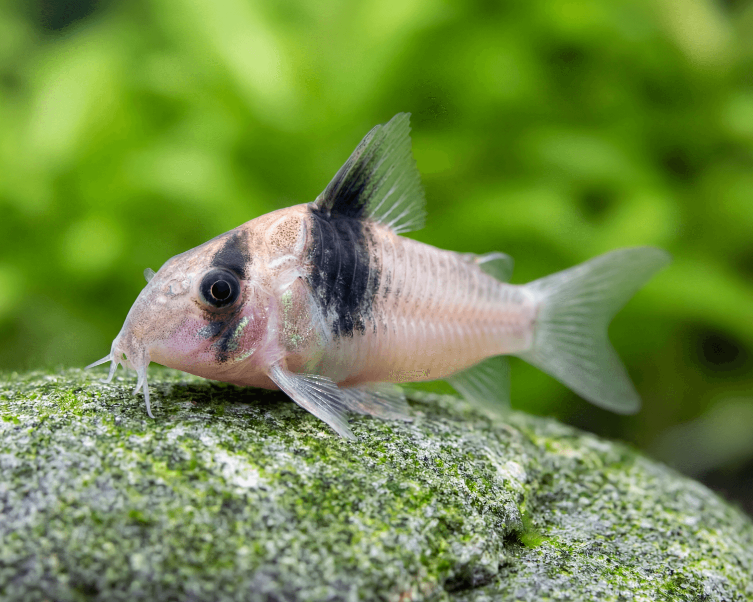 Peaceful Corydoras for Substrate Cleanup