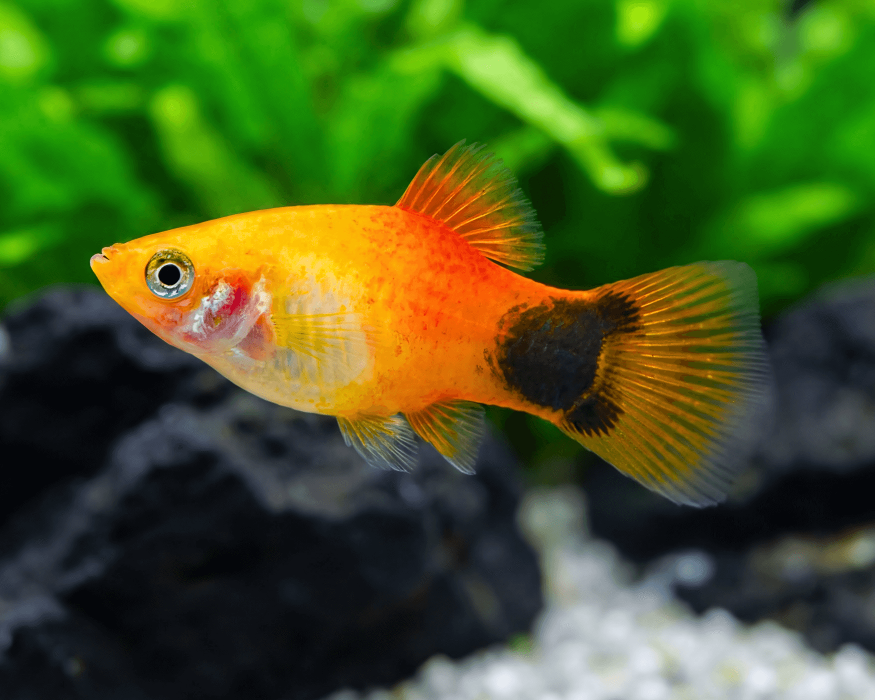 Hardy and Colorful Platy Varieties