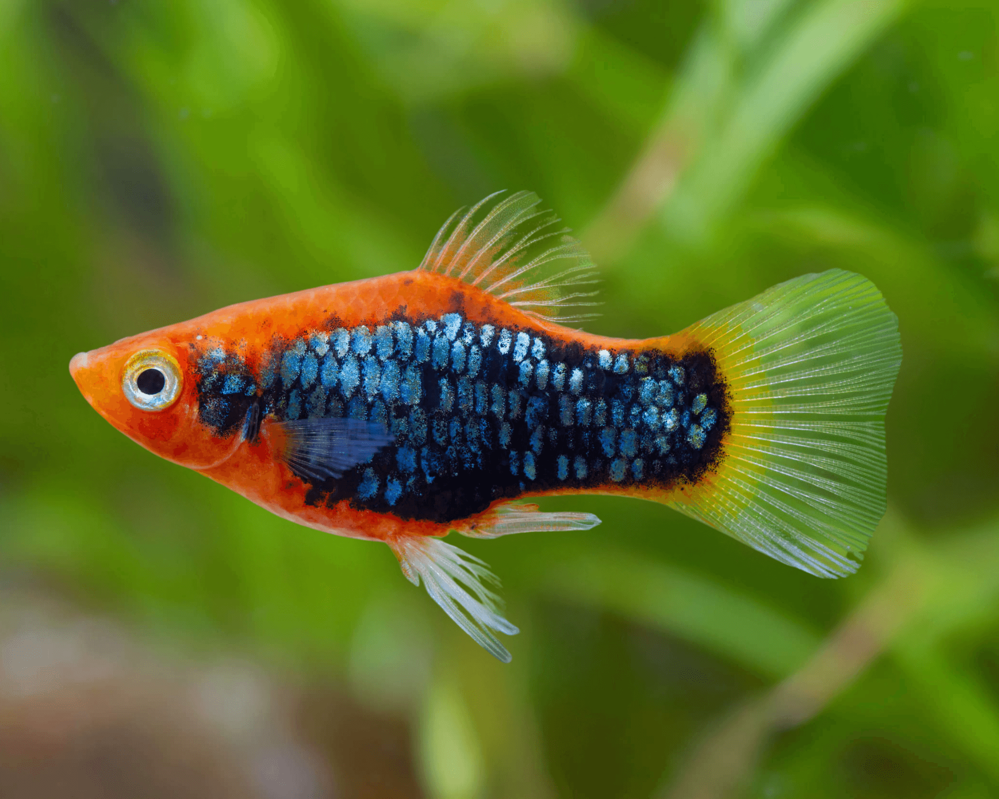 The Colorful Platy Community