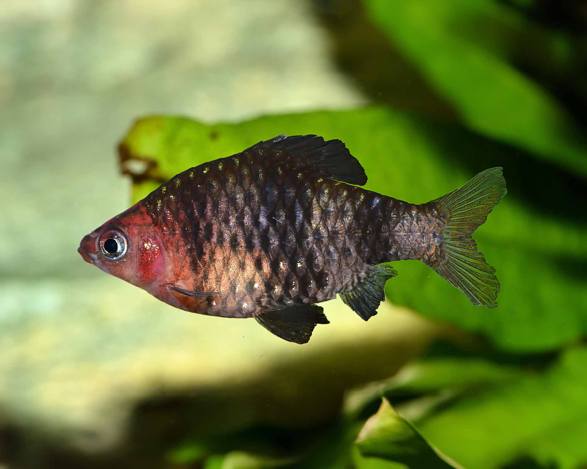 Stunning Cherry Barb Variations