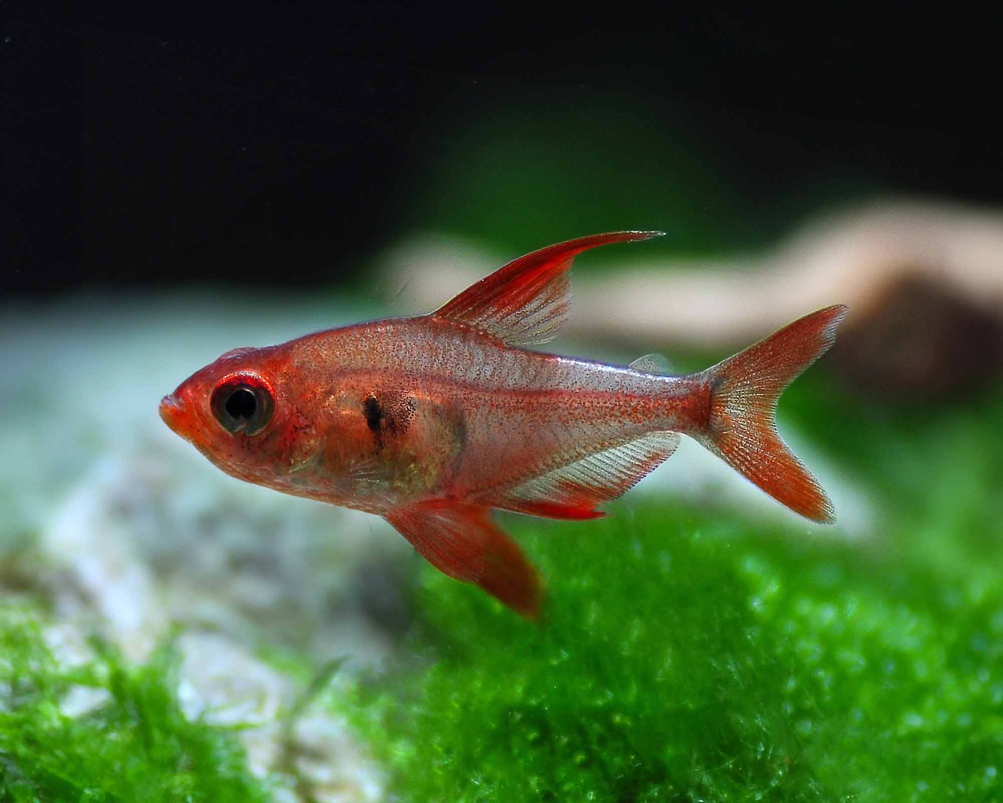 The Colorful Red Phantom Tetra