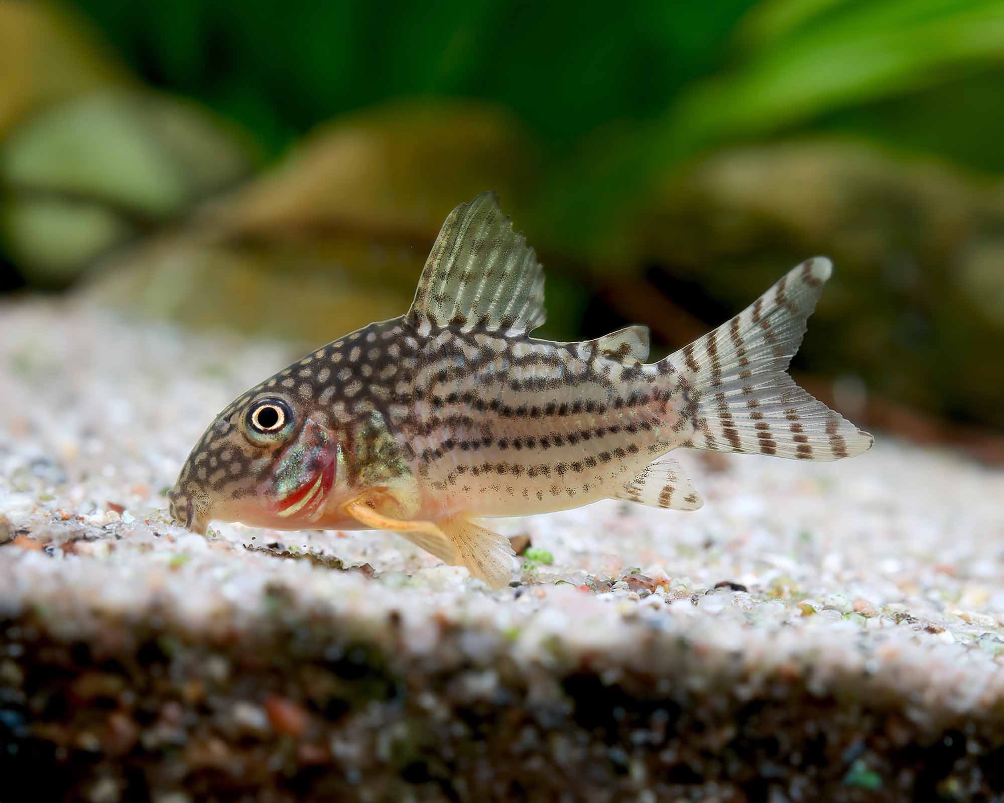Sterbai Corydoras: The Spotted, Peaceful Bottom Dweller
