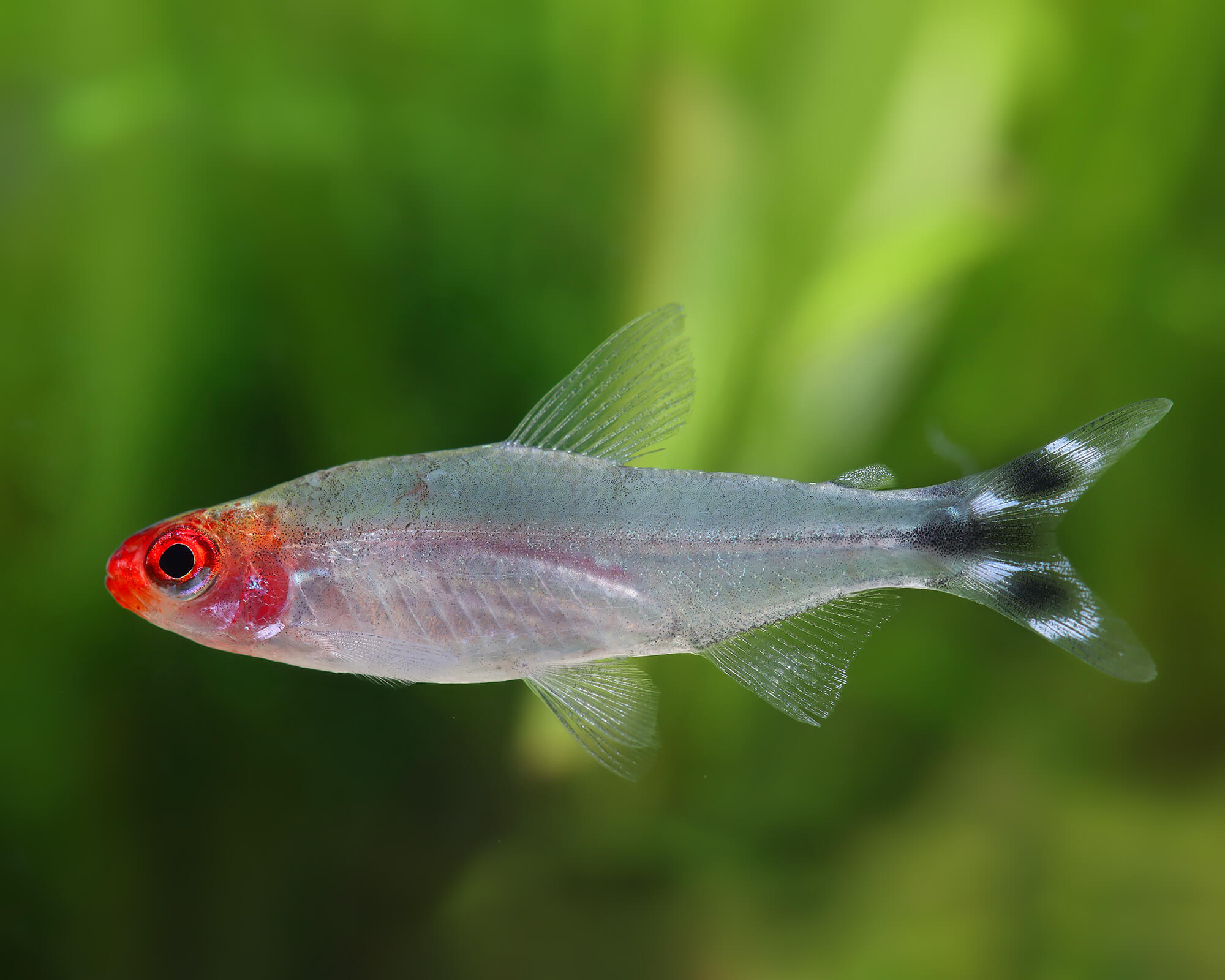 Red-Headed Tetras: Striking Schoolers
