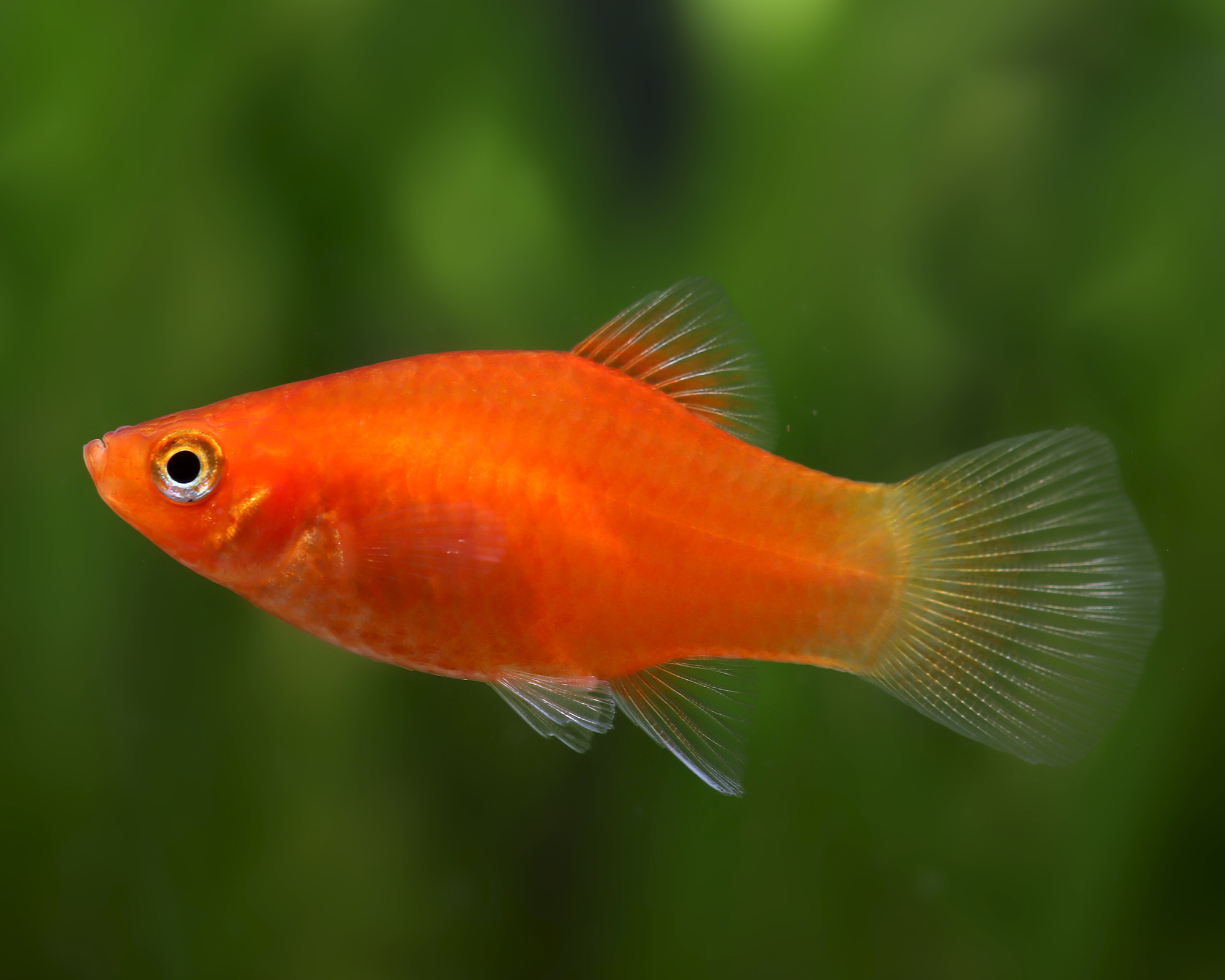 Platy Fish: The Colorful All-Rounder