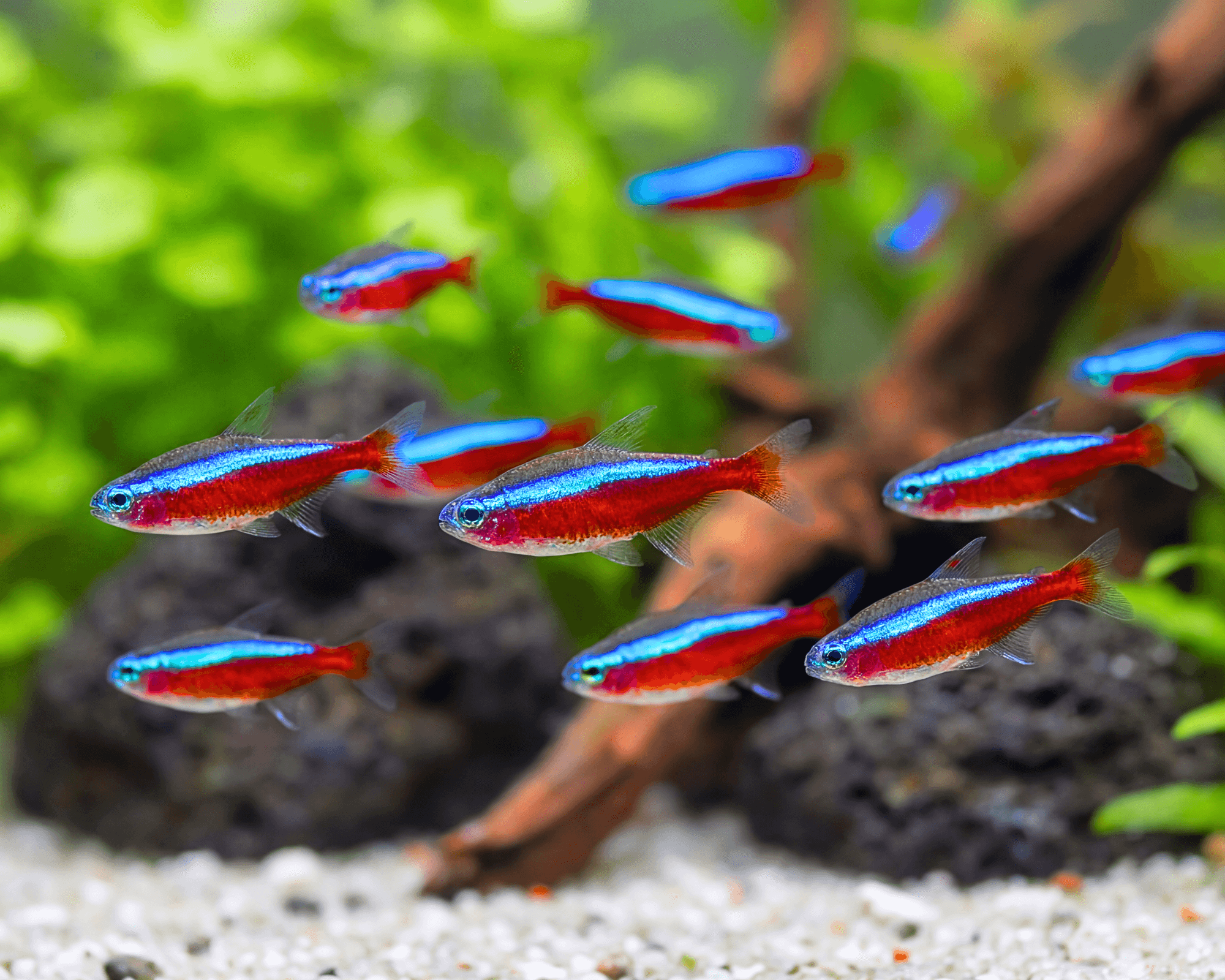 The Hardy Cardinal Tetra