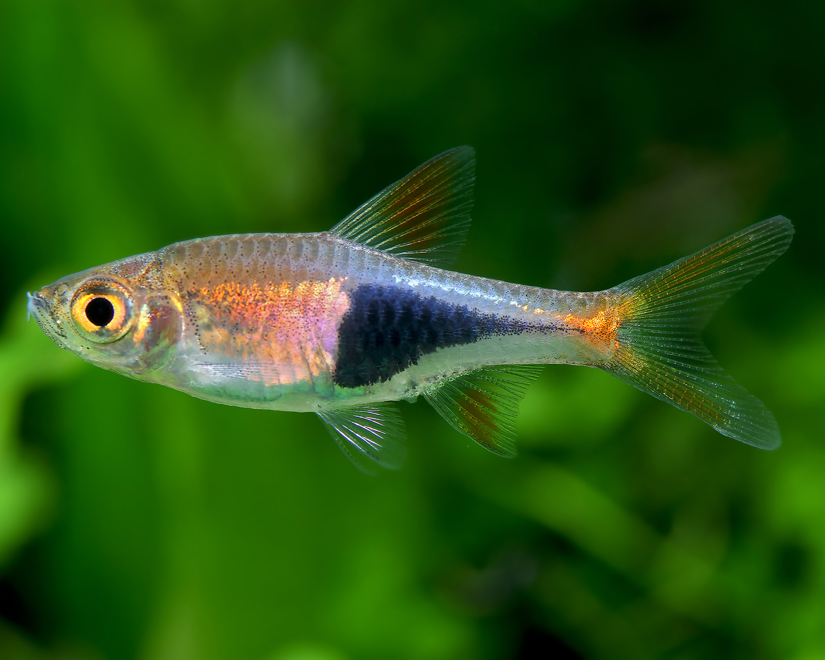 The Unique Spotted Barb