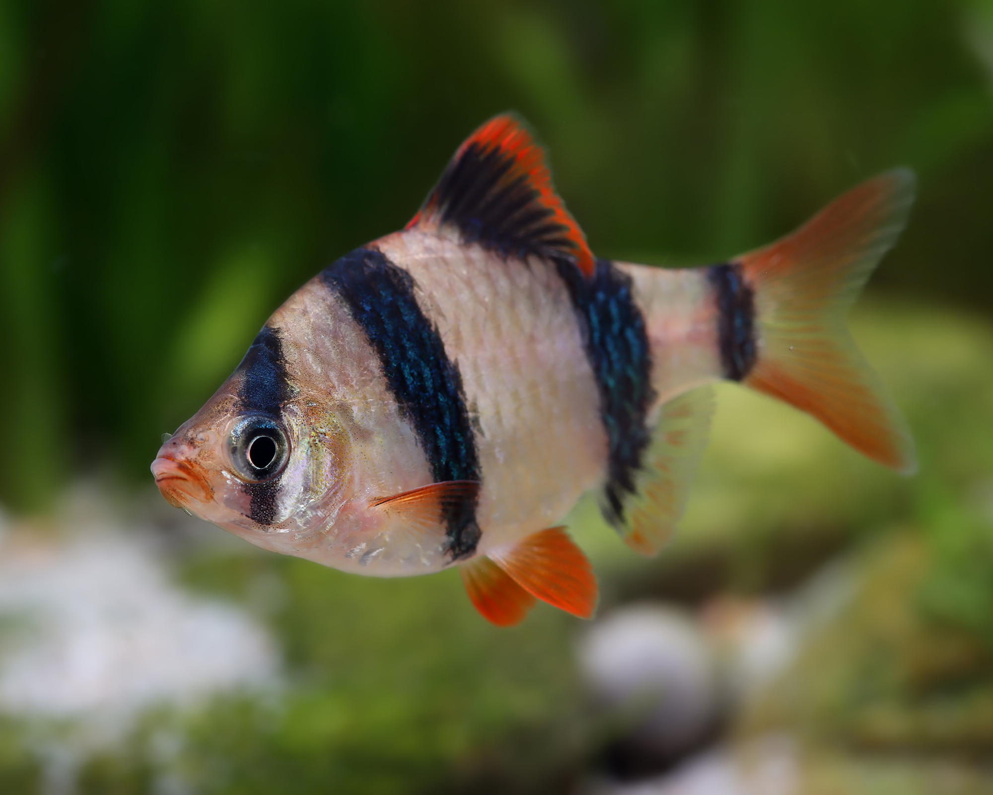 The Hardy Sumatran Barb