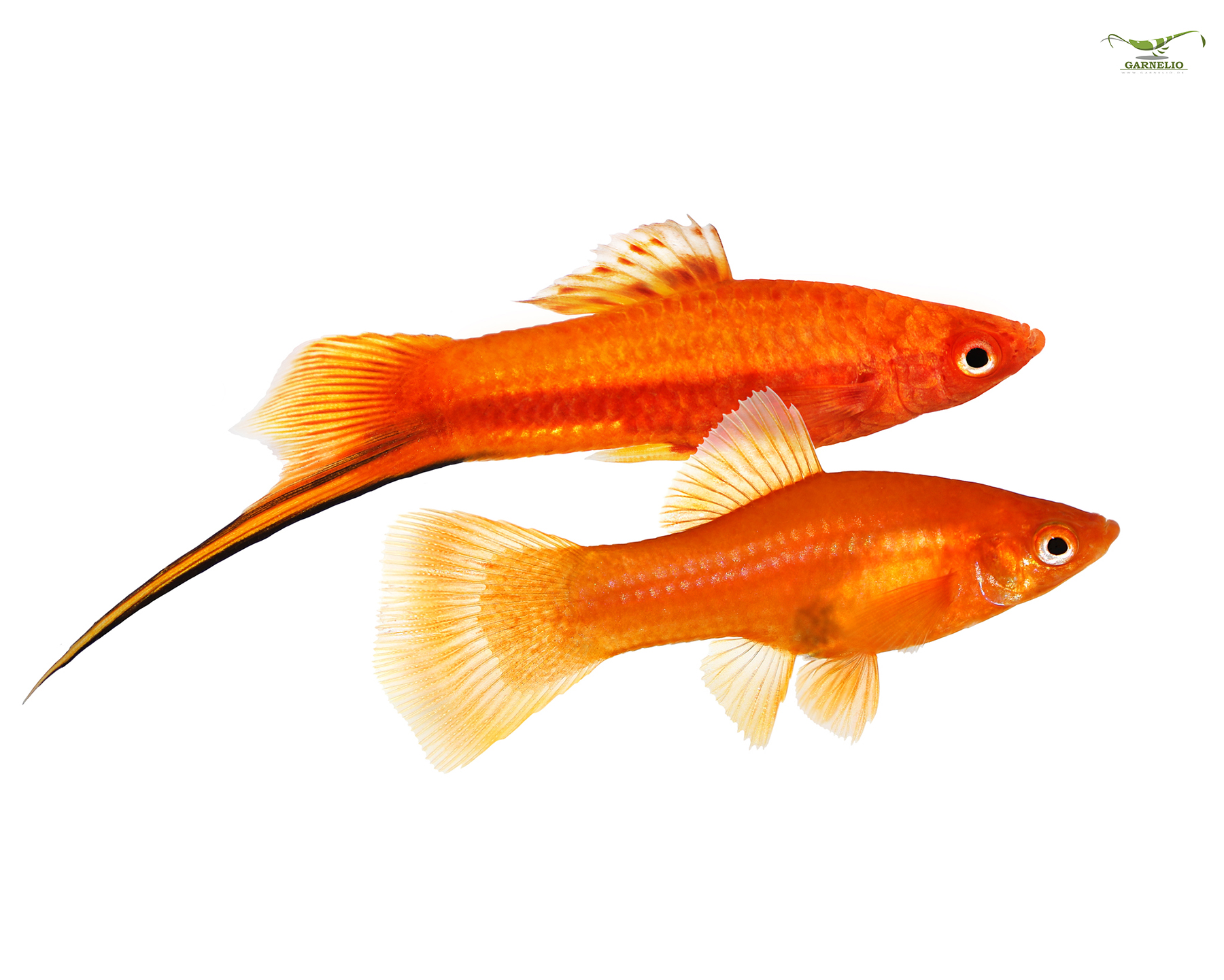 Red Swordtails: Elegant Swimmers with a Fiery Tail