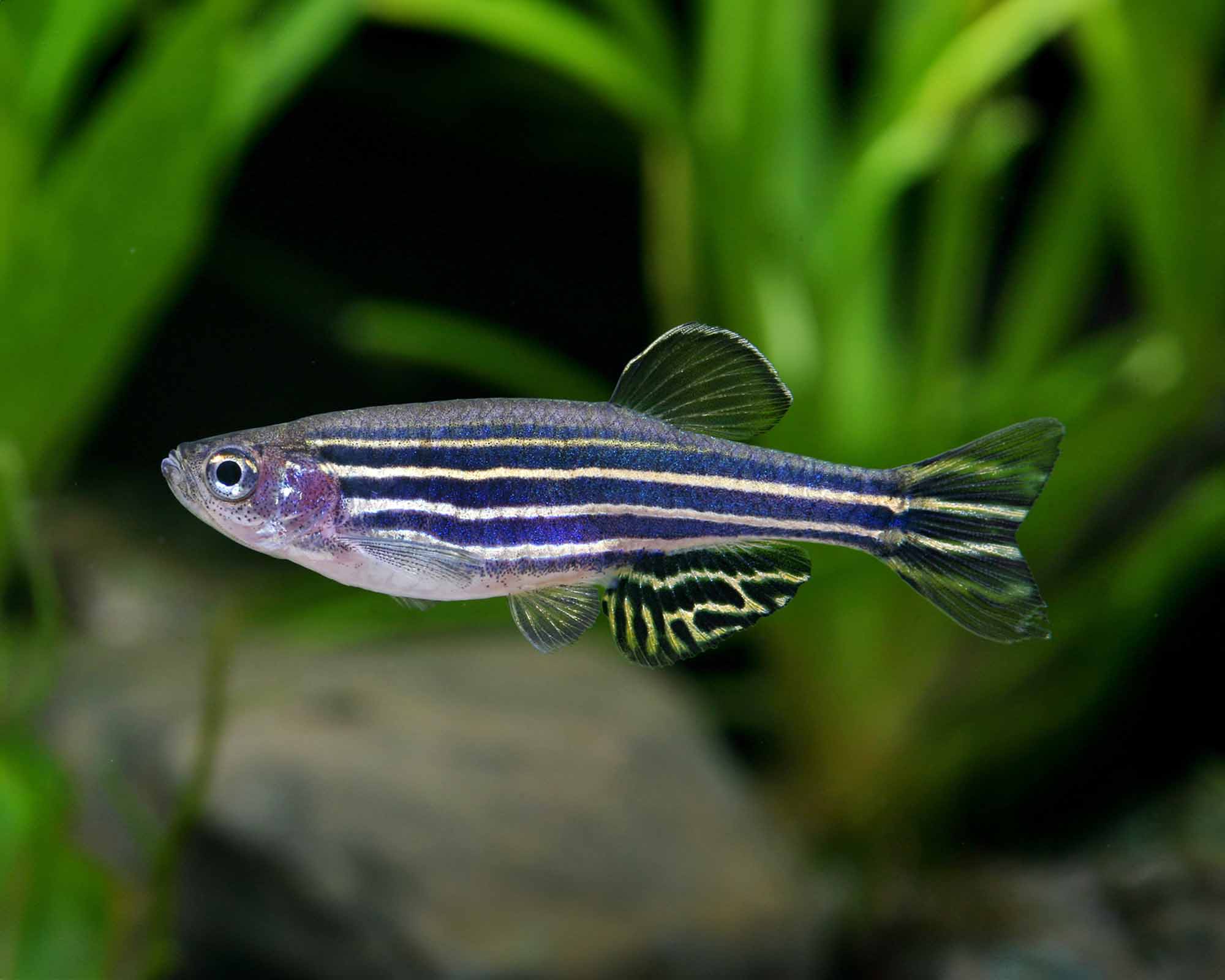 Zebra Danios: Energetic and Easy