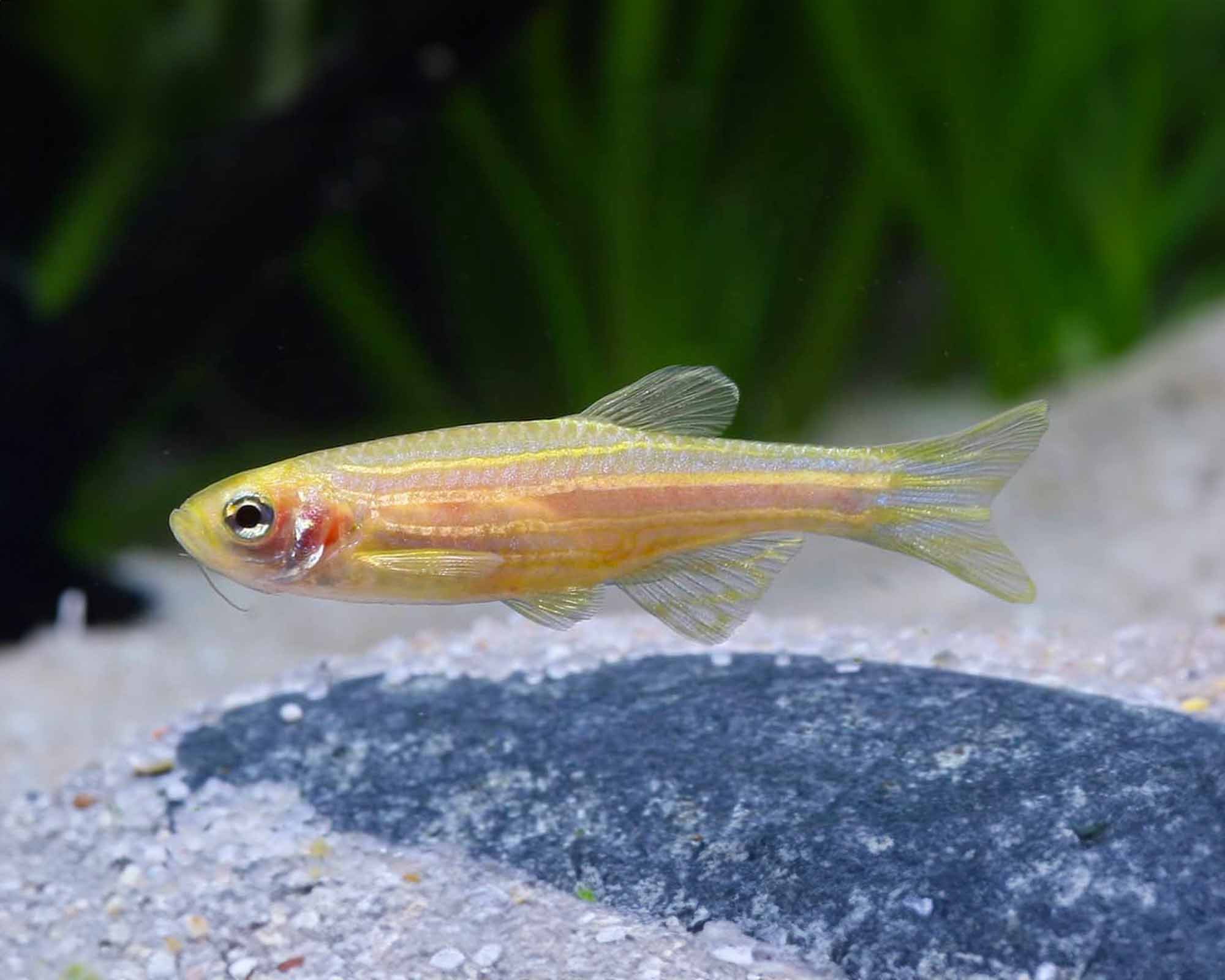 The Elegant Zebra Danio