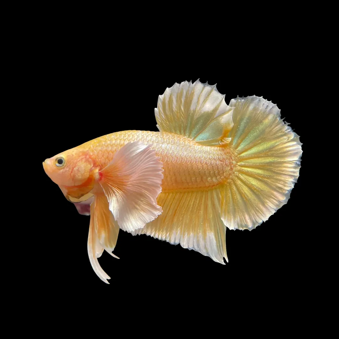 Image of 24K Gold Betta Male