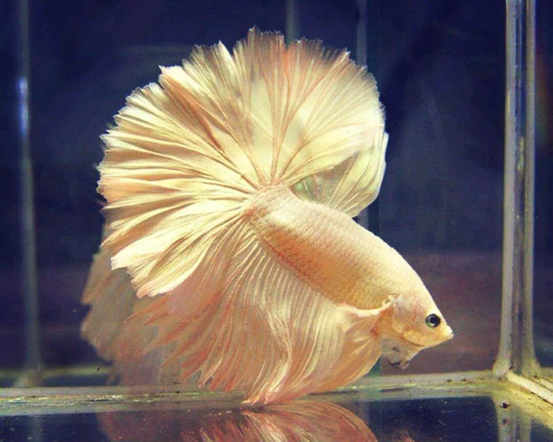 Image of 24K Gold Betta Male