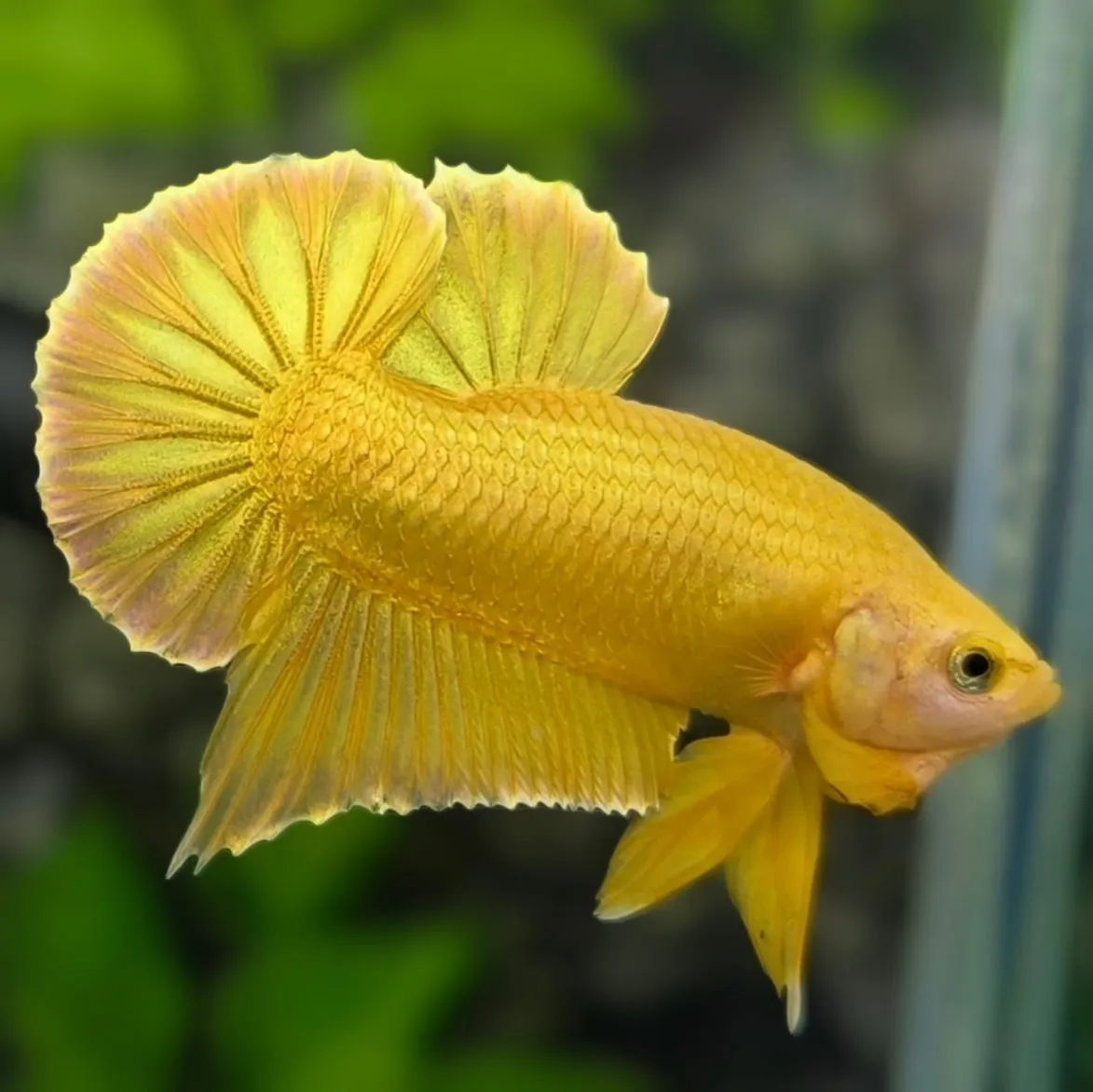 Image of 24K Gold Betta Male